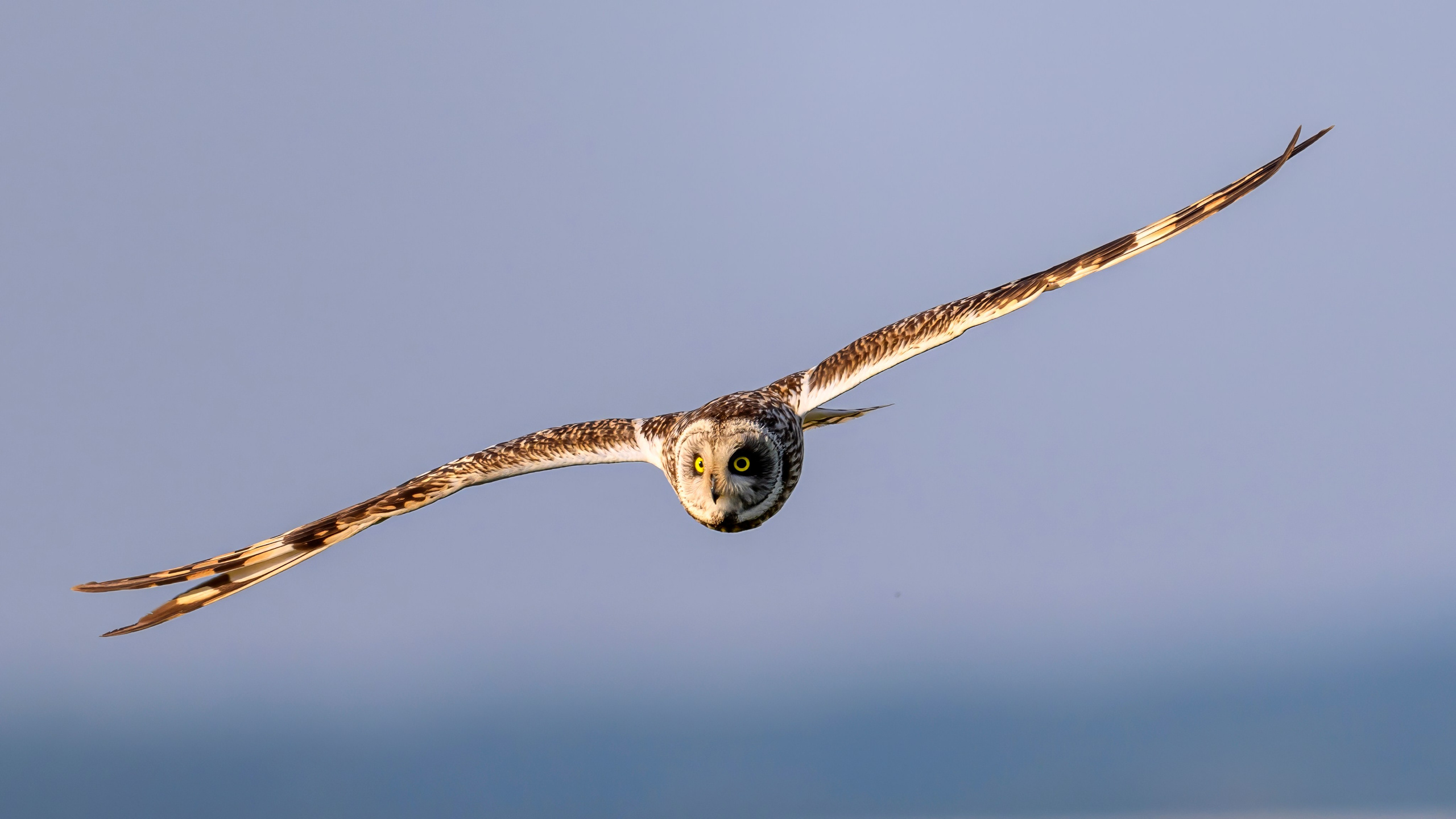 Цапли и совы. Herons and Owls. Wildlife photography by Sergey Puponin