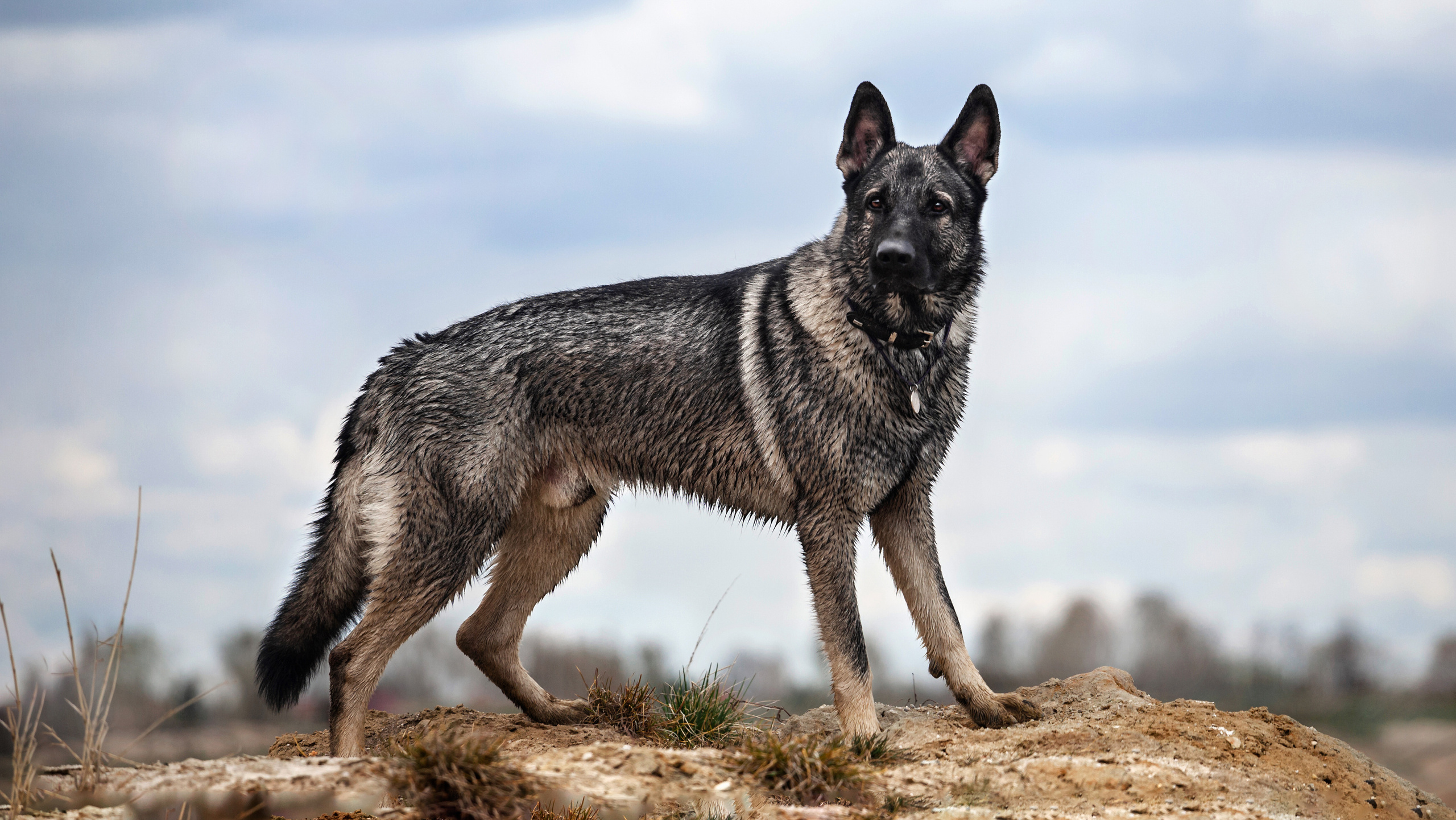 Фотограф-анималист Татьяна Степанова