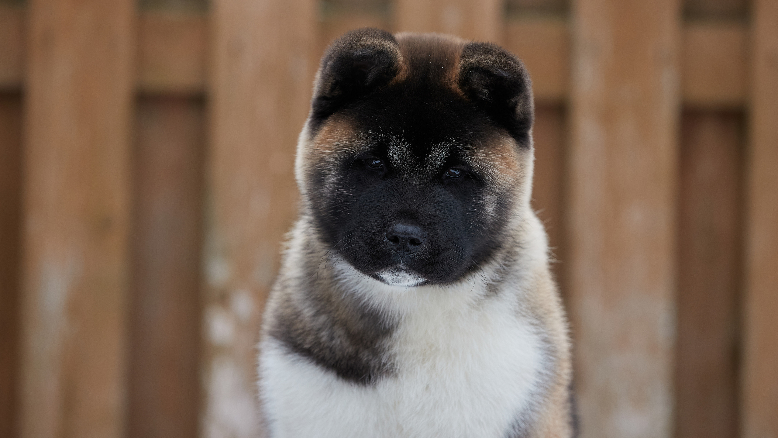 Выходные прошли, наступили будни!. ФОТОГРАФ-АНИМАЛИСТ l LANA POLYAKOVA