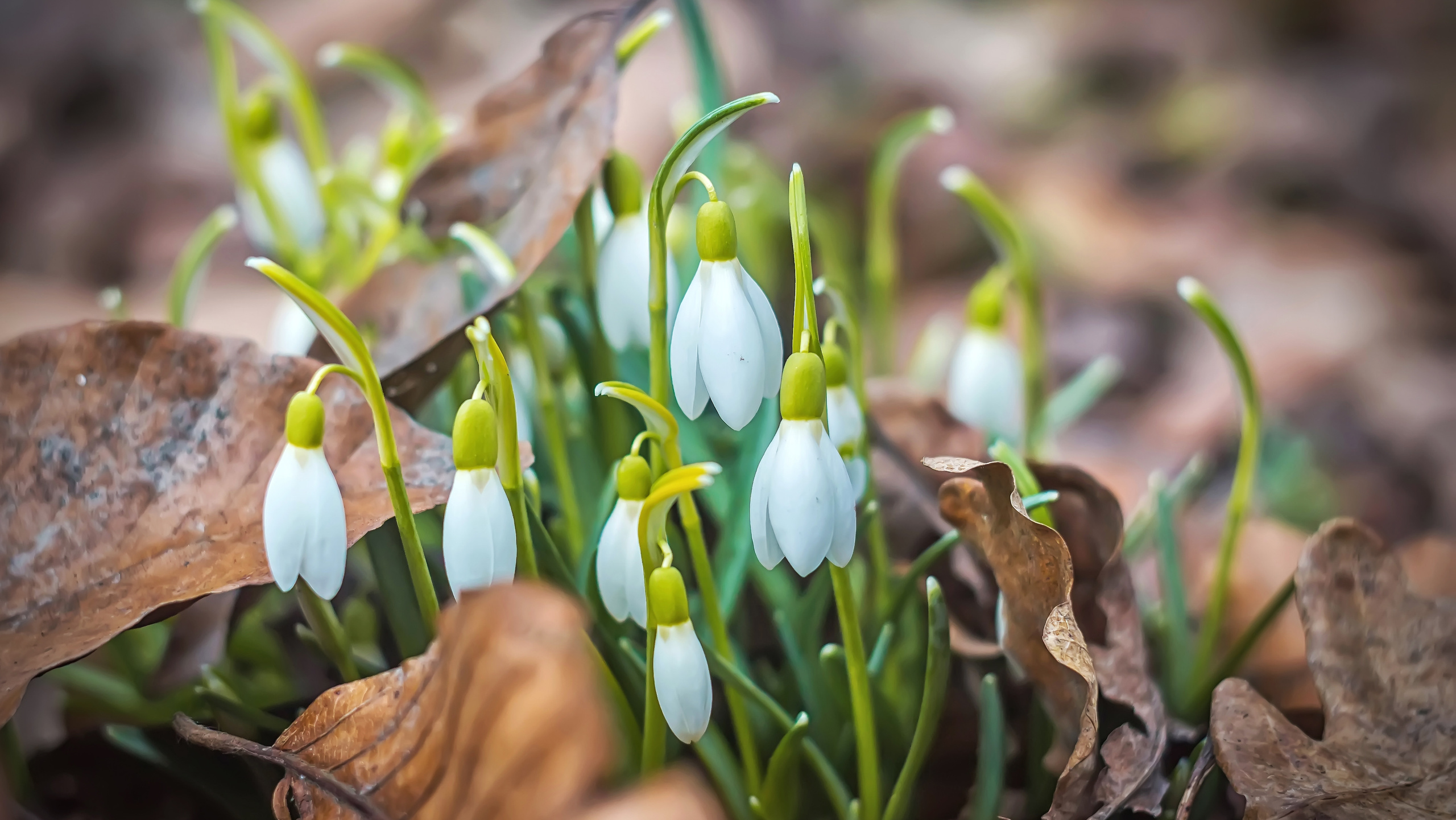 Услуги. Фотограф Вероника Весна| Санкт-Петербург | Питер | Спб | Петербург|