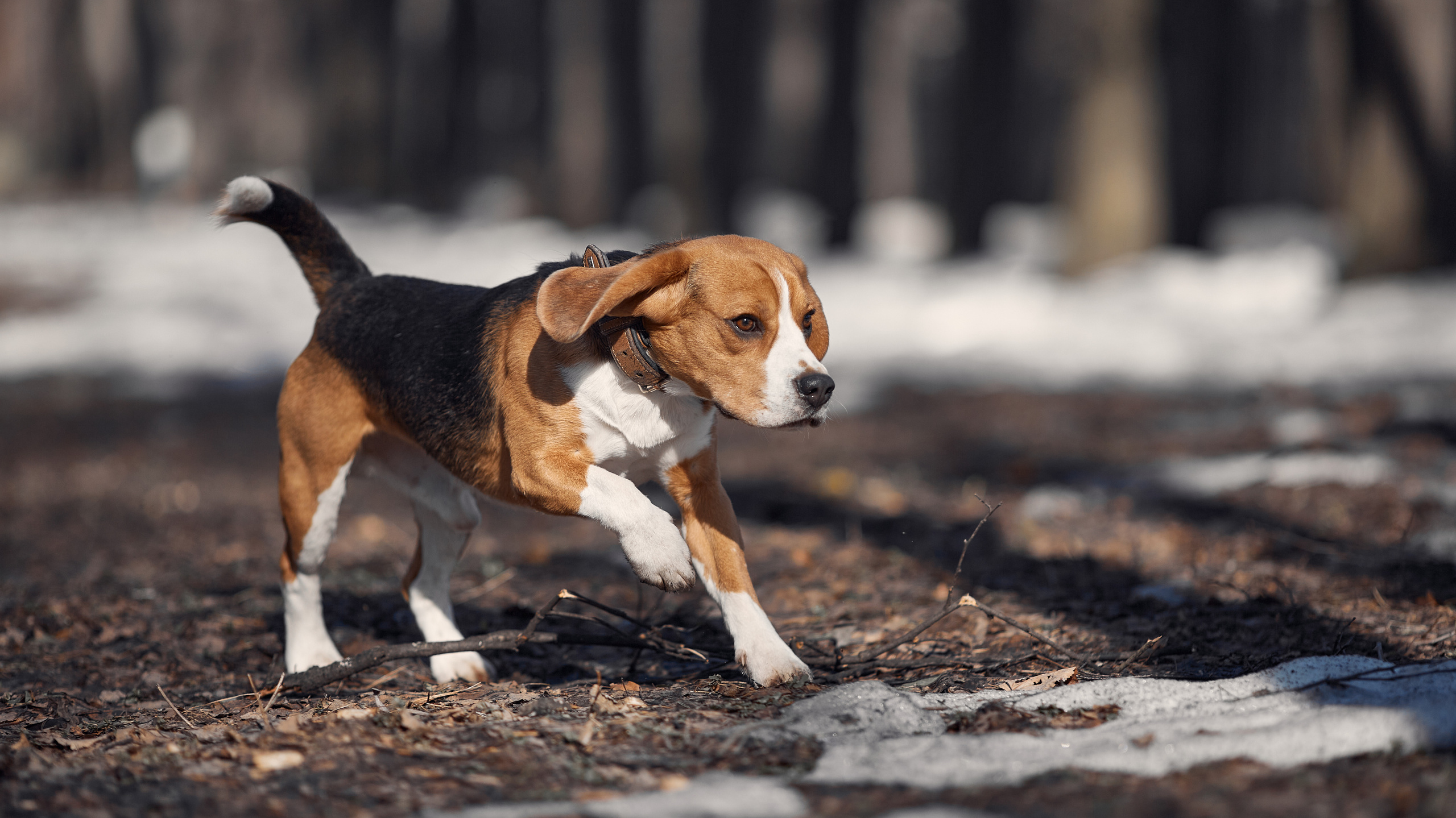 Услуги. Фотограф-анималист Мартынова Анастасия