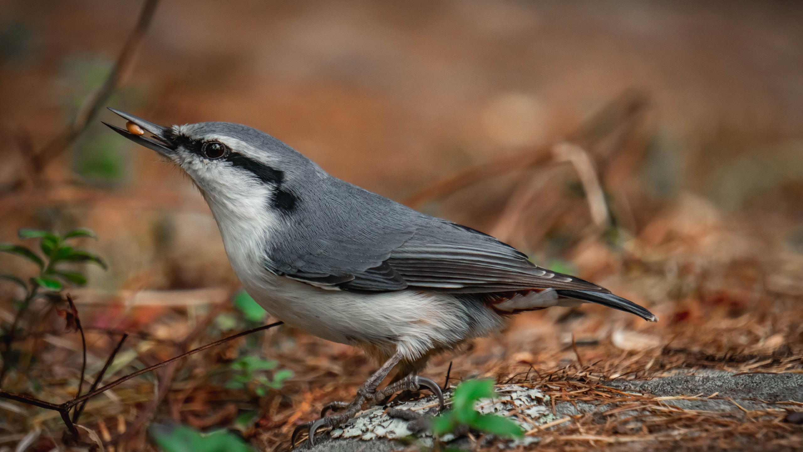 Travel | Wild. SHDEN — Photographer | Content Creator