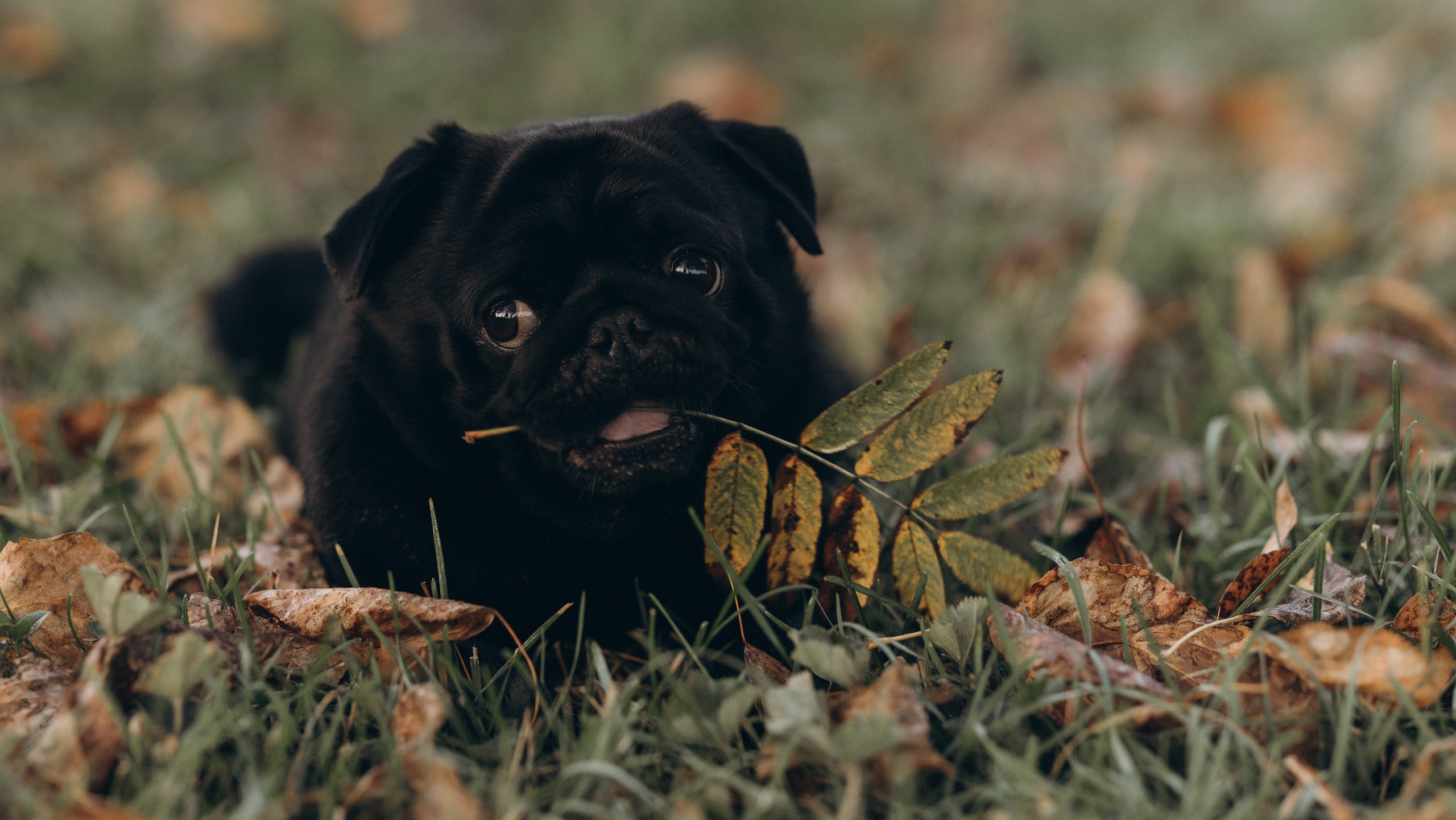 Doc & Dog. Татьяна Афонина | Фотограф
