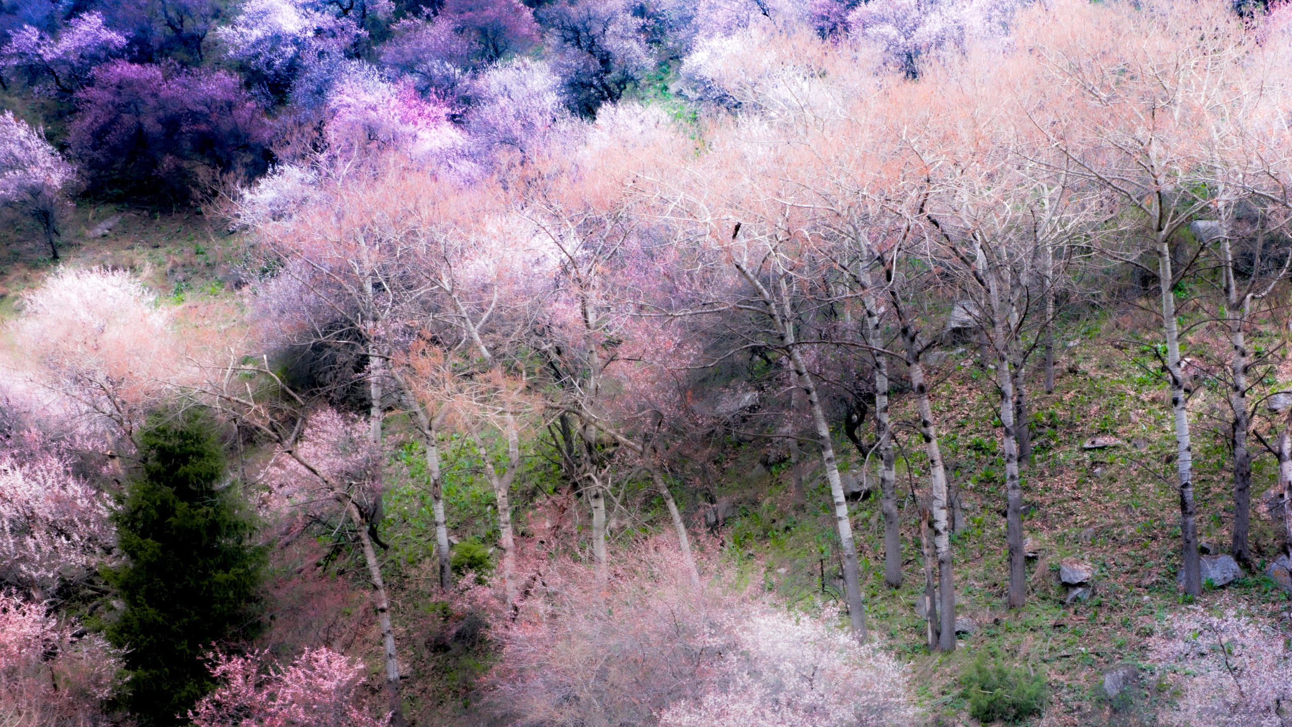 FLORA GENESIS. Картины о красоте, культурных ценностях и традициях Казахстана