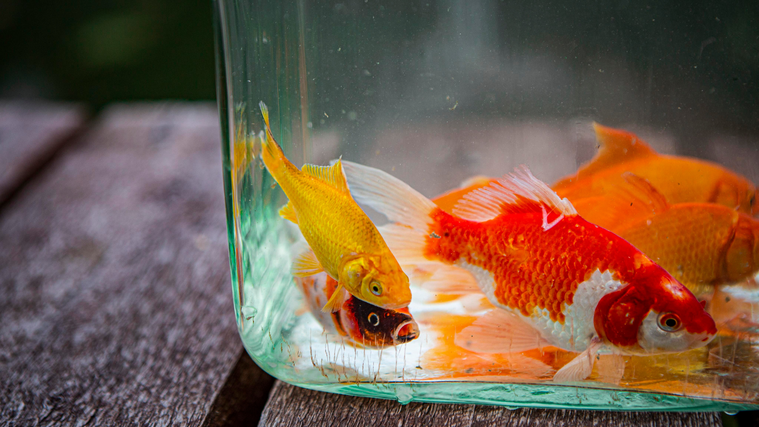 Кометы. Москои — декоративные рыбы карпы кои на продажу Москва, Дмитров, Курск