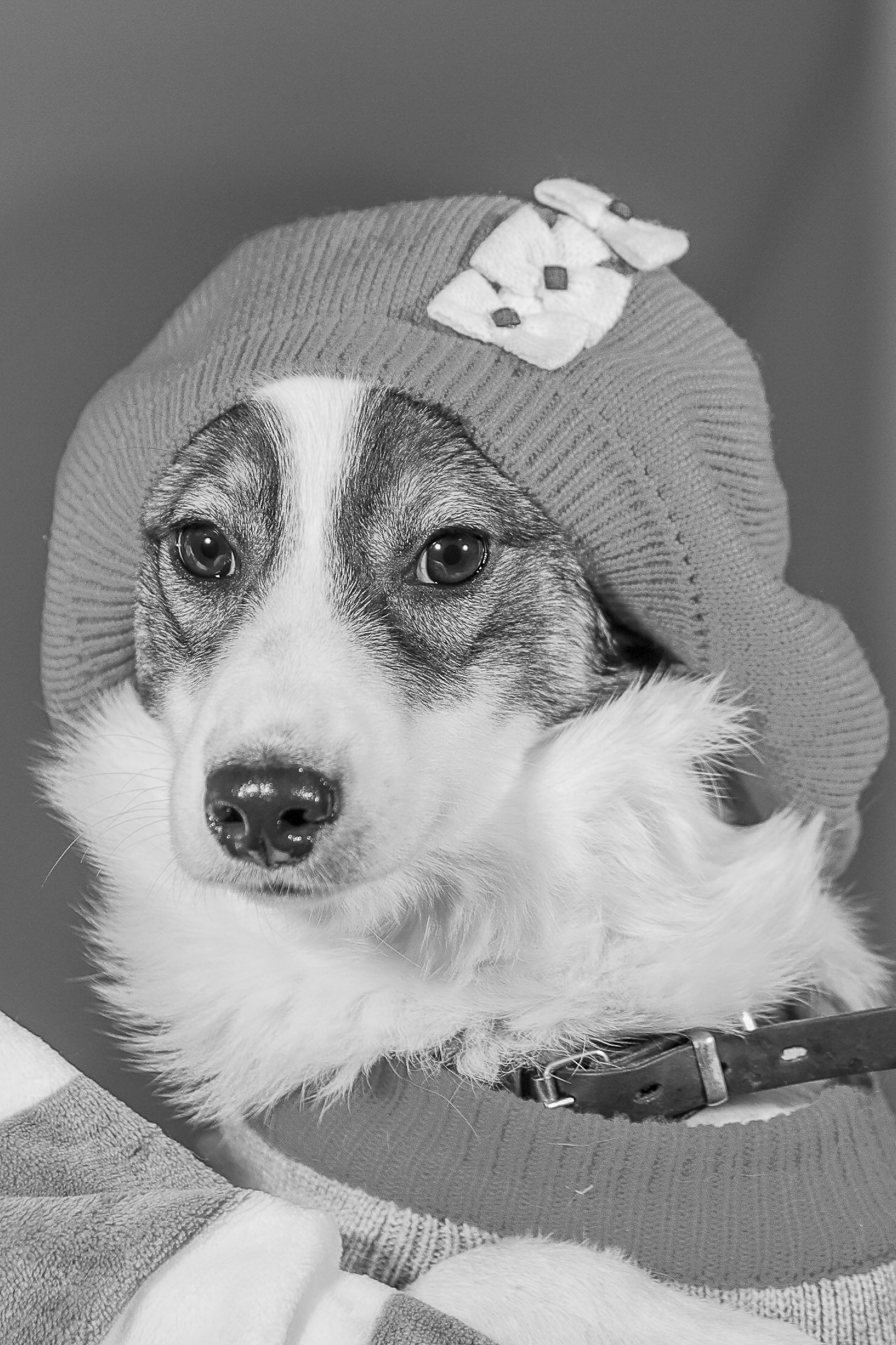 Приют четвероногий АНГЕЛ. Фотограф 📸 семейный, предметный, репортажный