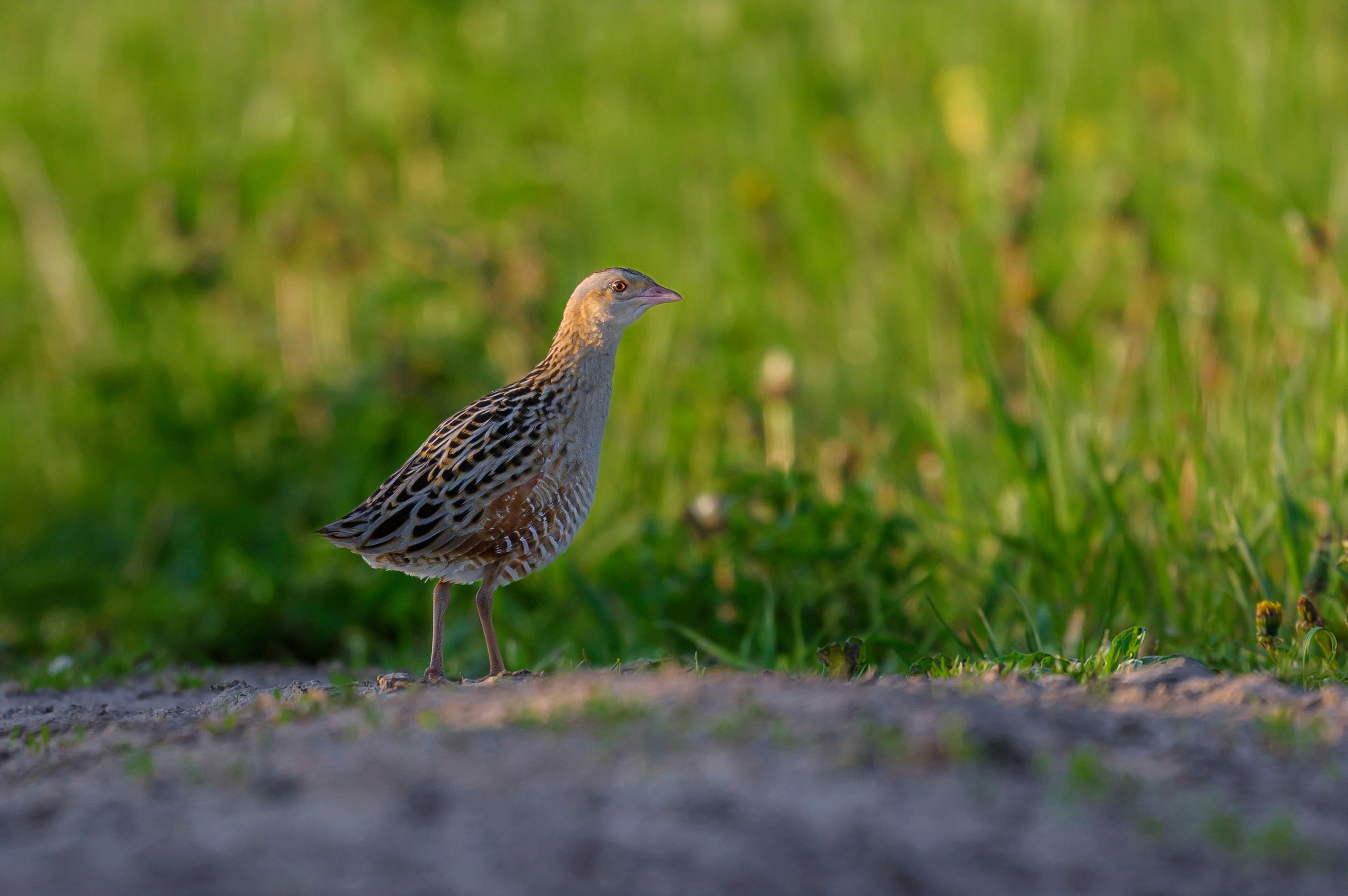 Неуловимый Джо. Коростель. Фотограф Сергей Пупонин