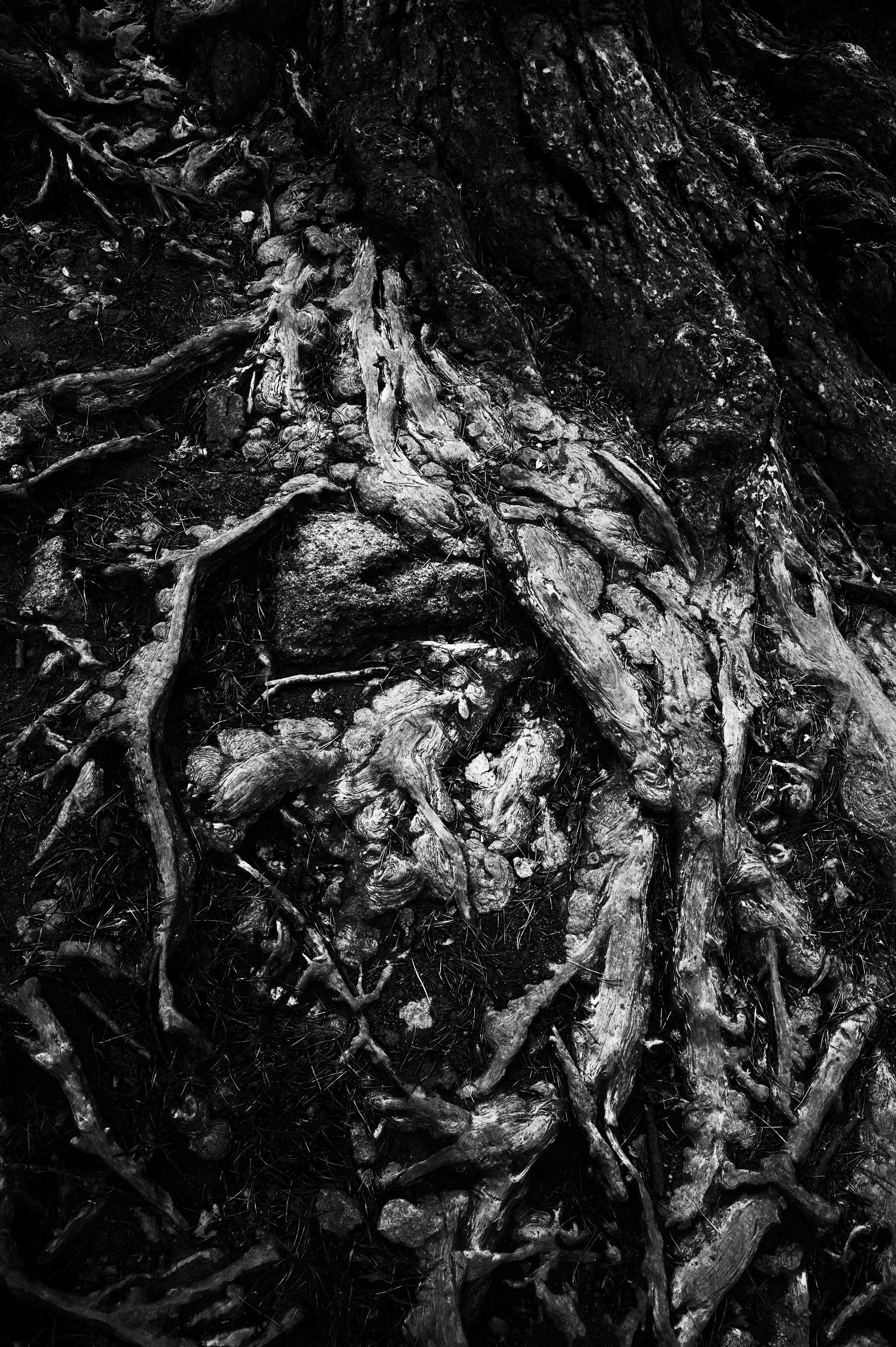 Работы, сделанные в Арт-резиденции «Красноярские столбы». Арт-фотография, терапевтическая фотография в Москве. Фотограф Анна Ермолова