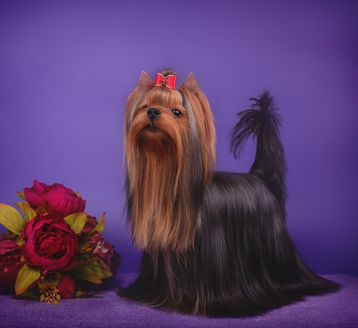 JEWEL STRlBRNE PRANI. Питомник Йоркширских терьеров Дэнстайл в Санкт-Петербурге заводчик Тих