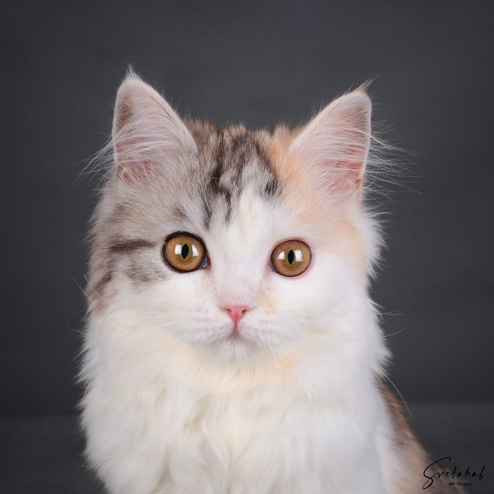 Услуги. Slavilada-Лапки. Свет. Любовь… Профессиональная фотосессия питомцев Для памяти, пристройства и продажи. Хабаровск