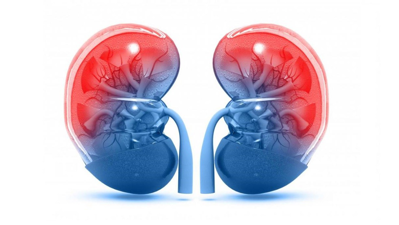 Регенерация клеток почек - какие КПД и Олигопептиды компании Сово-Сова рекомендованы
