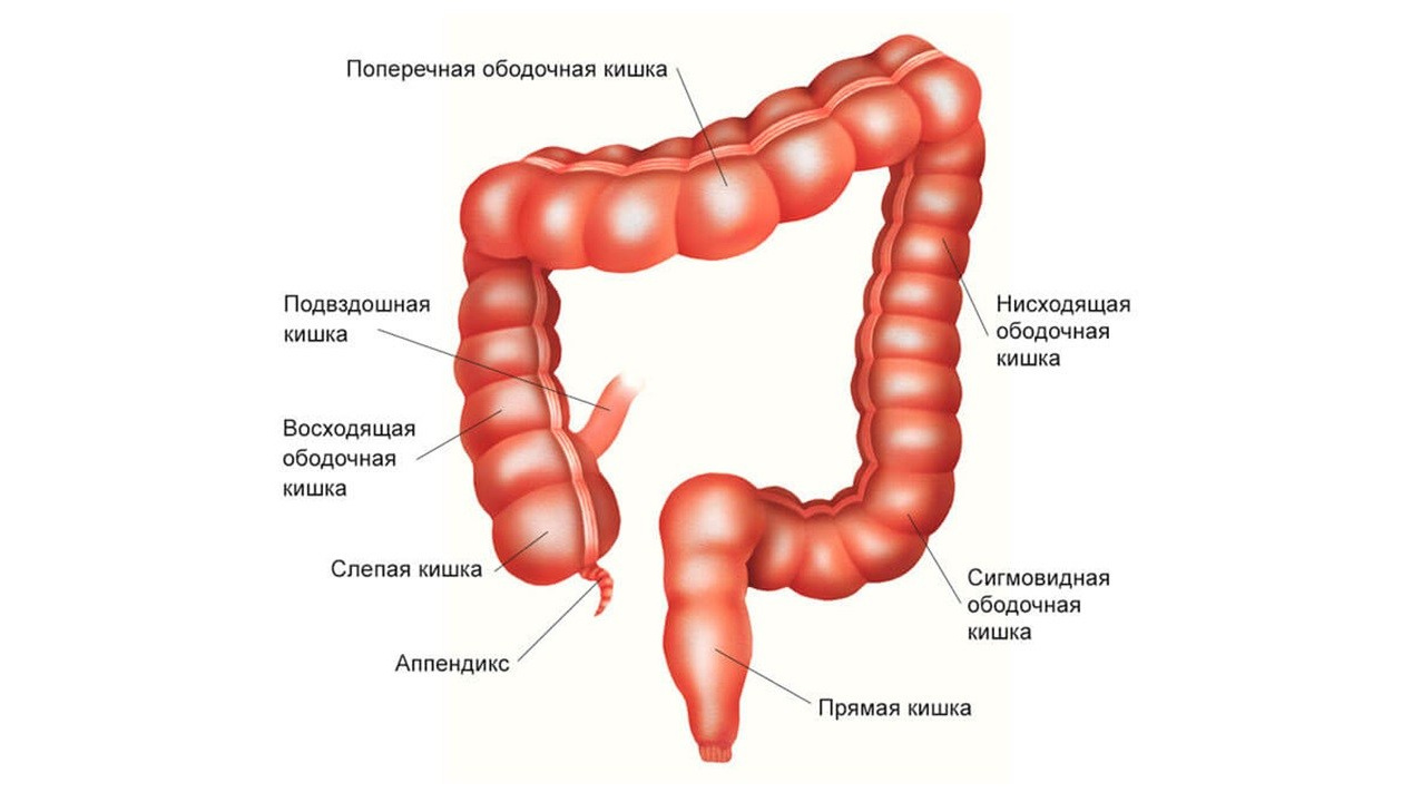 Какие препараты компании Сово-Сова помогут решить проблемы толстого кишечника