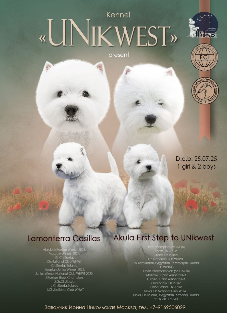 В питомнике прибавление — 2 кобеля и 1 сука. Питомник собак породы вест хайленд вайт терьер в Москве