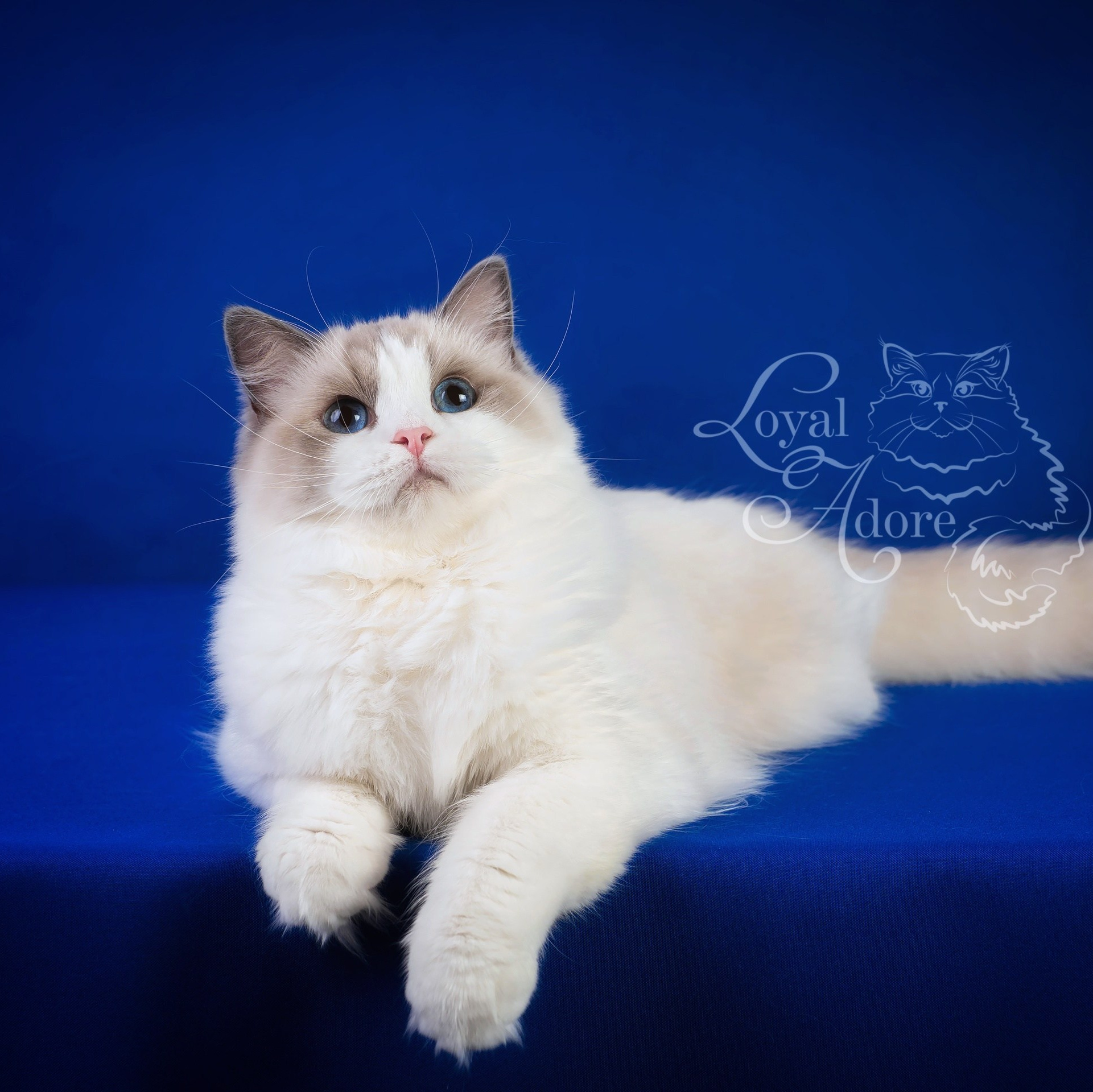 Котята рэгдолл от Loyal Adore. Питомник рэгдолл Loyal Adore