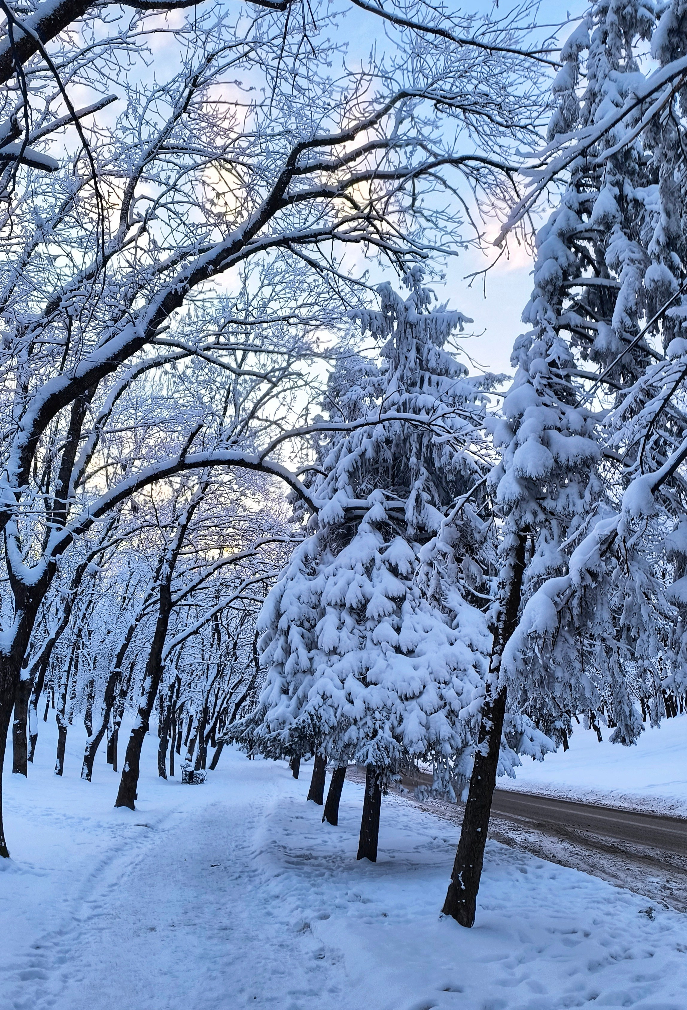 снежные деревья в пятигорске зимой
