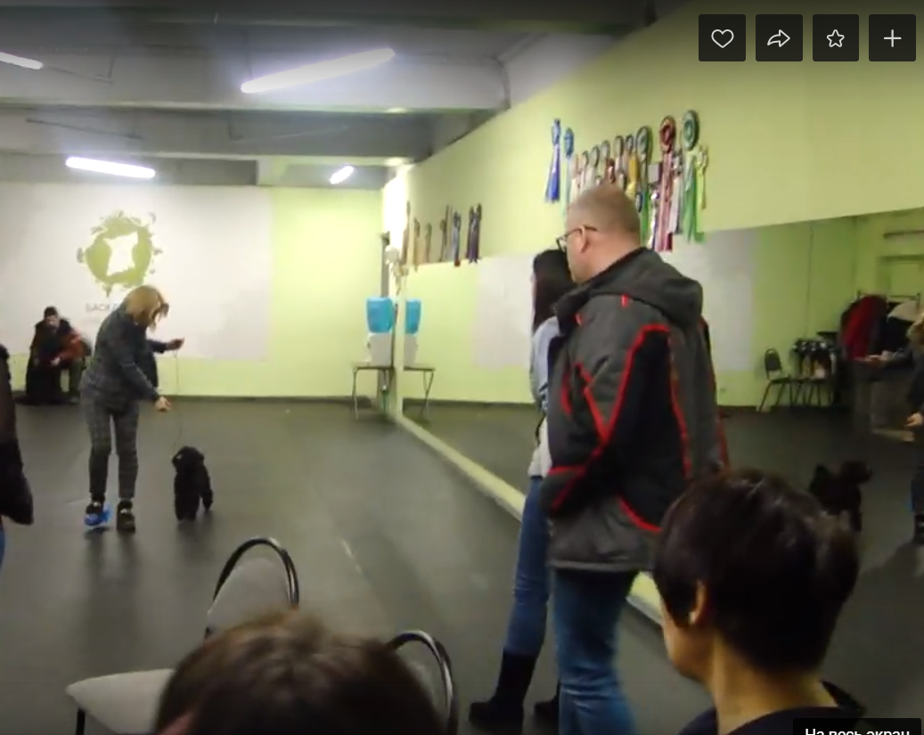 СЕМИНАР «Груминг, хендлинг ризеншнауцеров, шнауцеров. Племенное дело». НРОО КЦ "Собаковод"