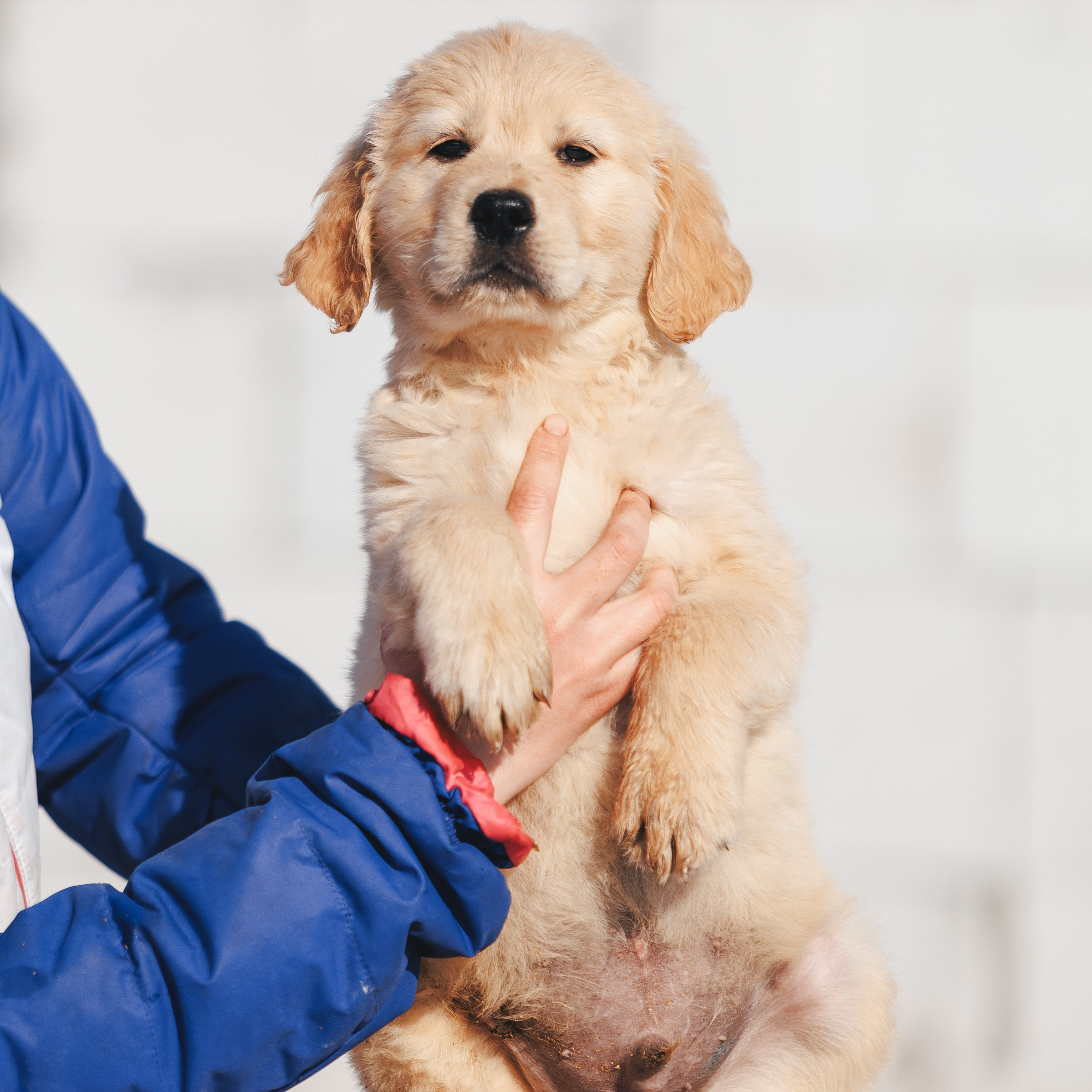 Золотистые ретриверы. Питомник Грааль Гардарика