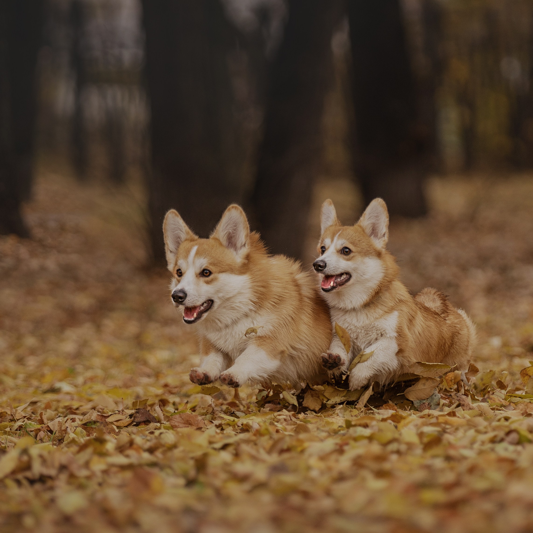 Услуги. Kameramotor74