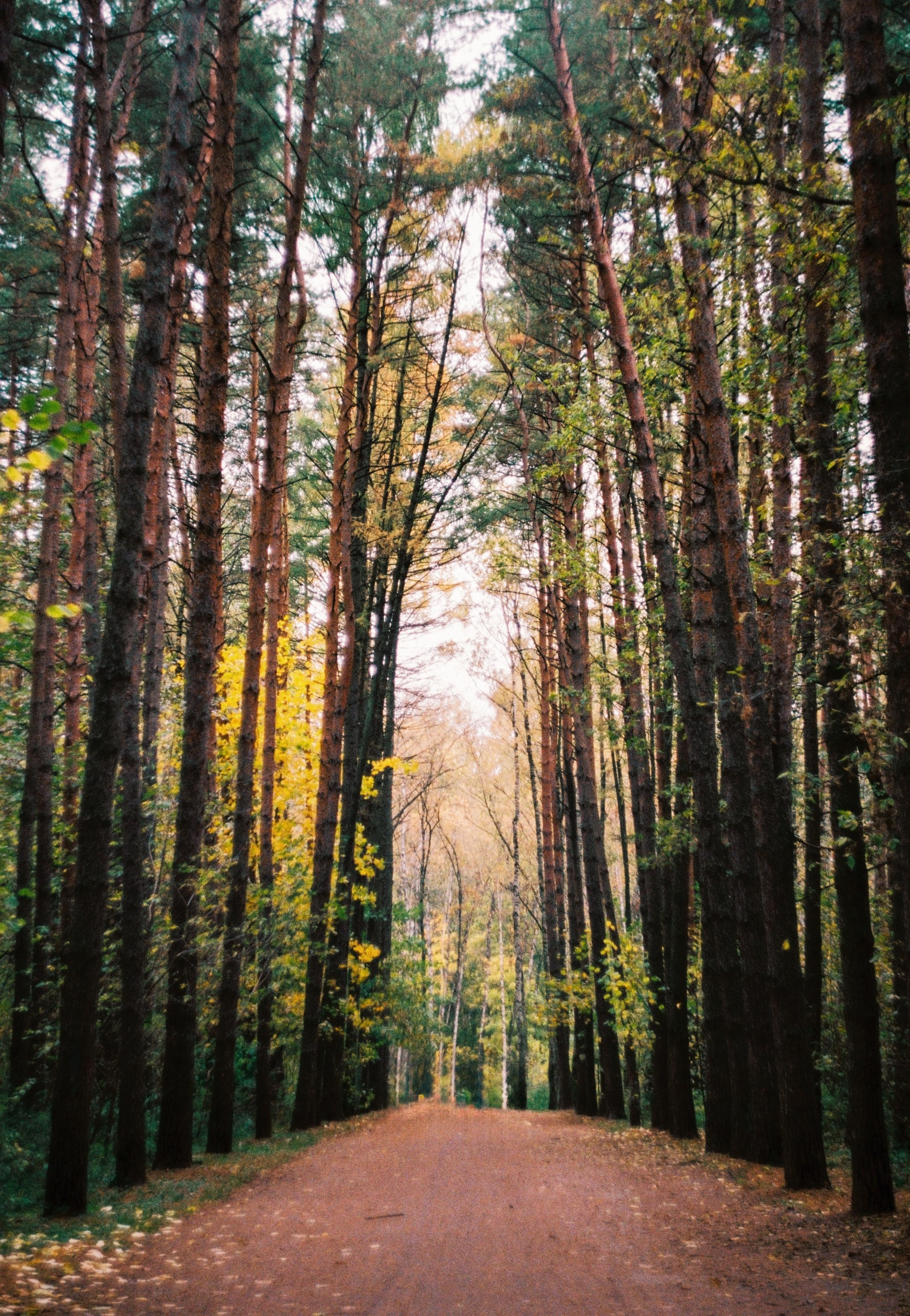Первые кадры на пленку. Фотограф из Москвы — DASHA NOVA | Авторская фотография в разных жанрах
