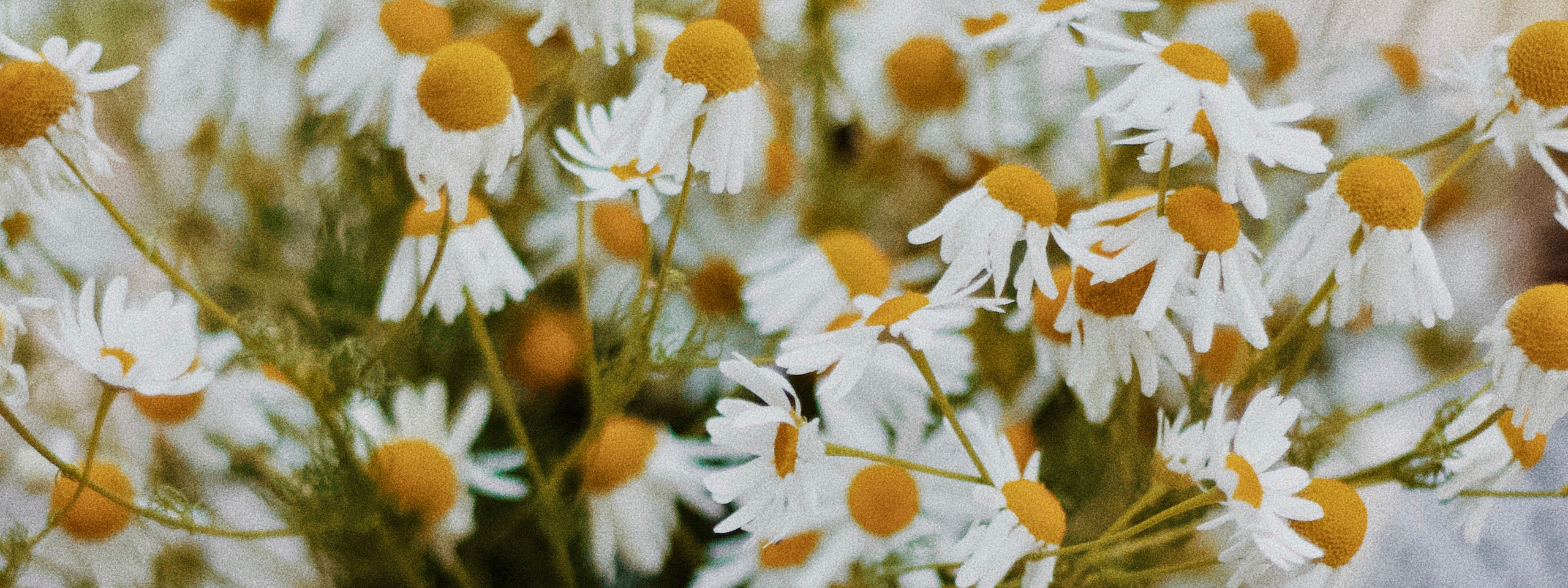 Контакты. Портретный фотограф в Москве. Фотосессии с собаками