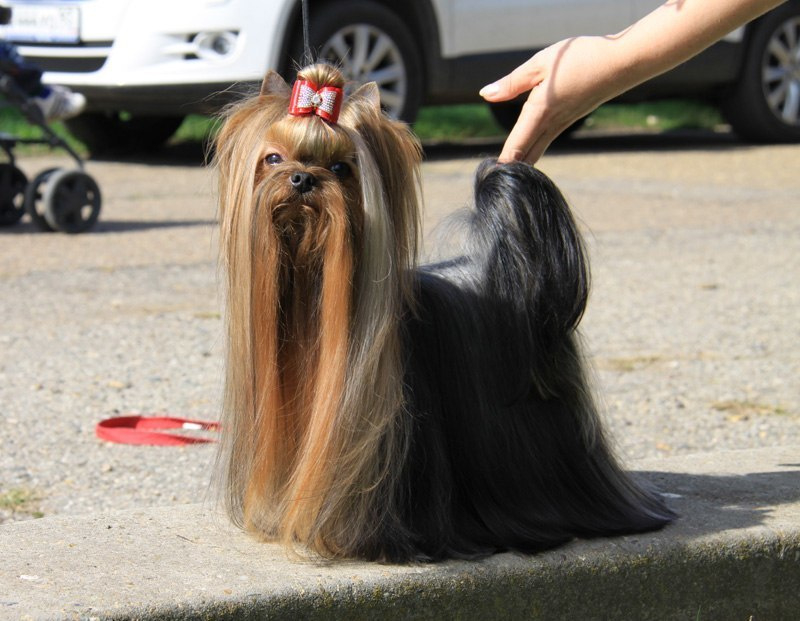 Dare To Dream Stribrne Prani. Питомник Йоркширских терьеров Дэнстайл в Санкт-Петербурге заводчик Тих