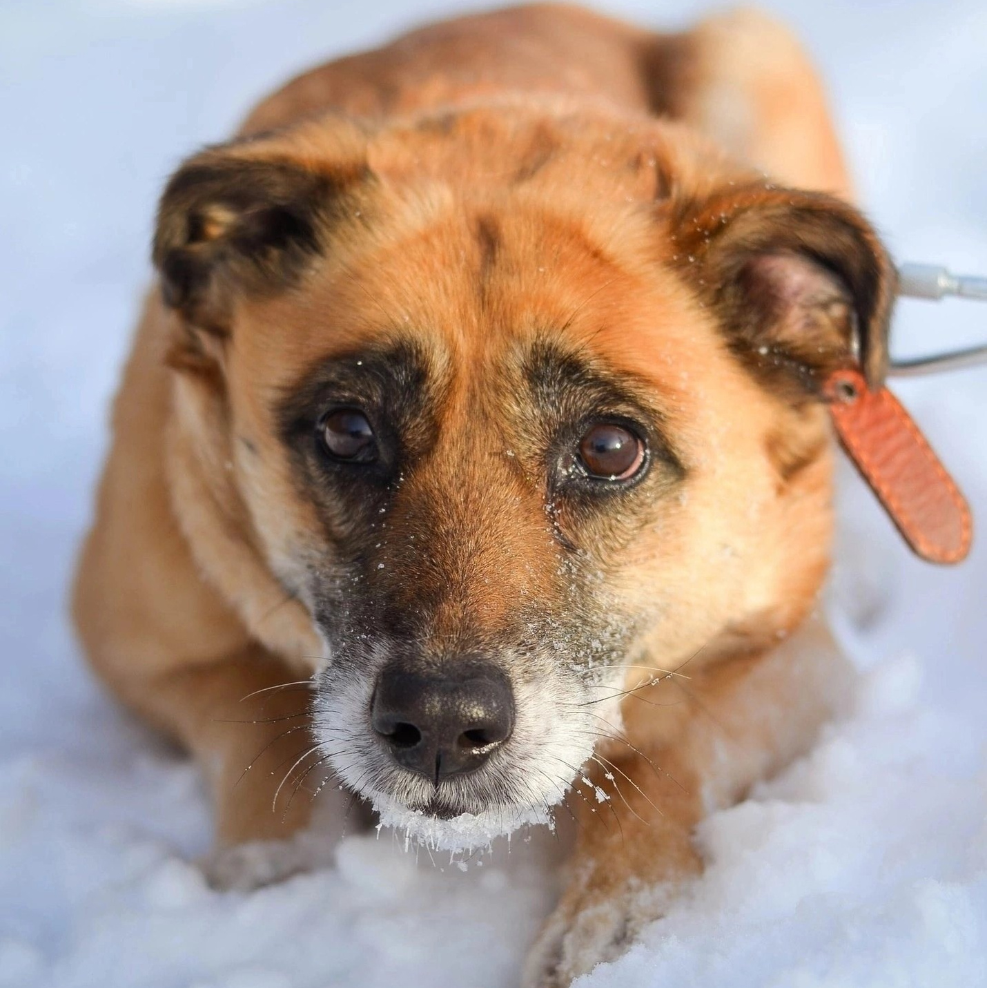 Истории. Улыбка собаки — спасение и пристройство бездомных собак