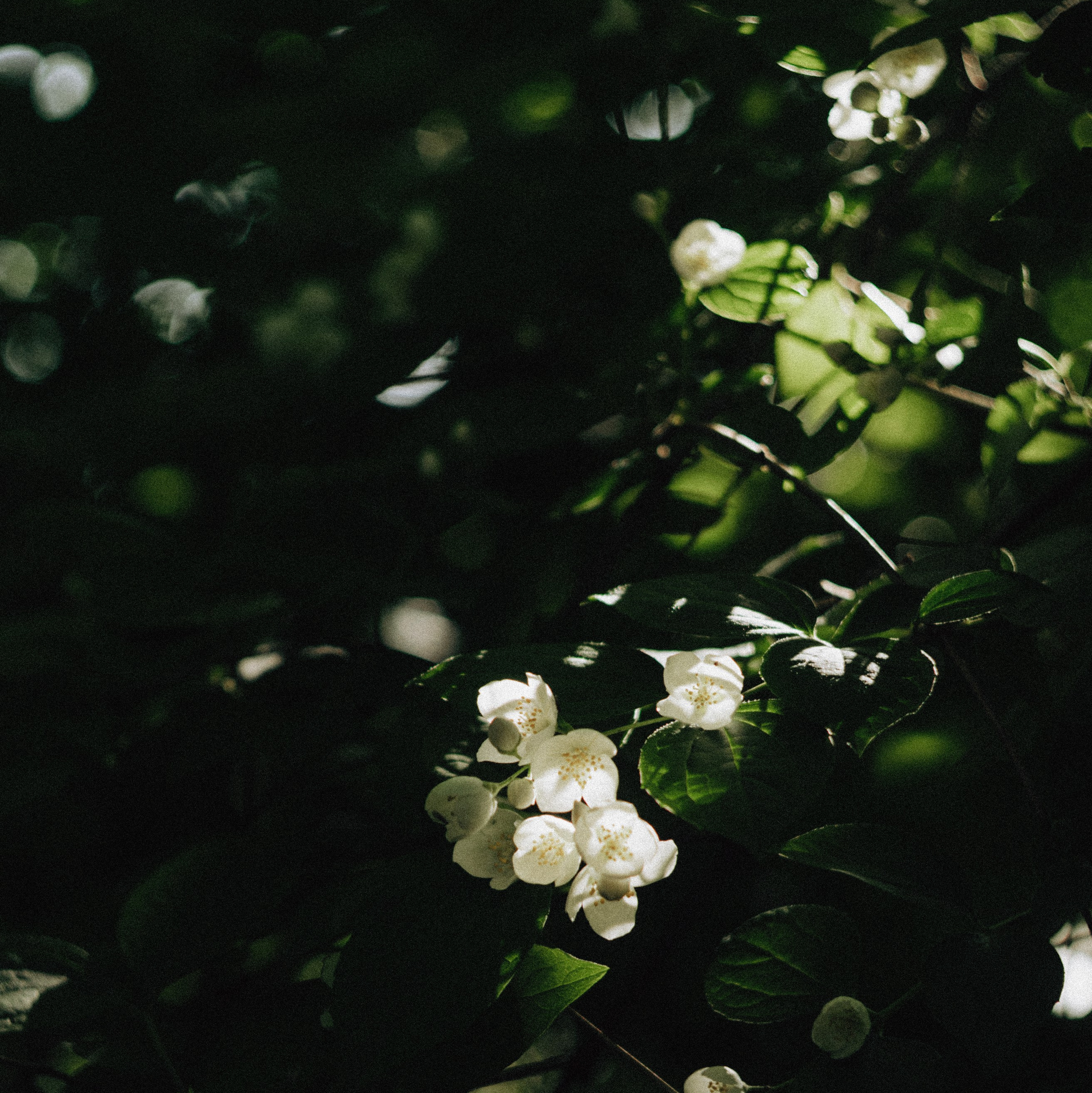 Обо мне. Фотограф Москва Селюкова Юлия