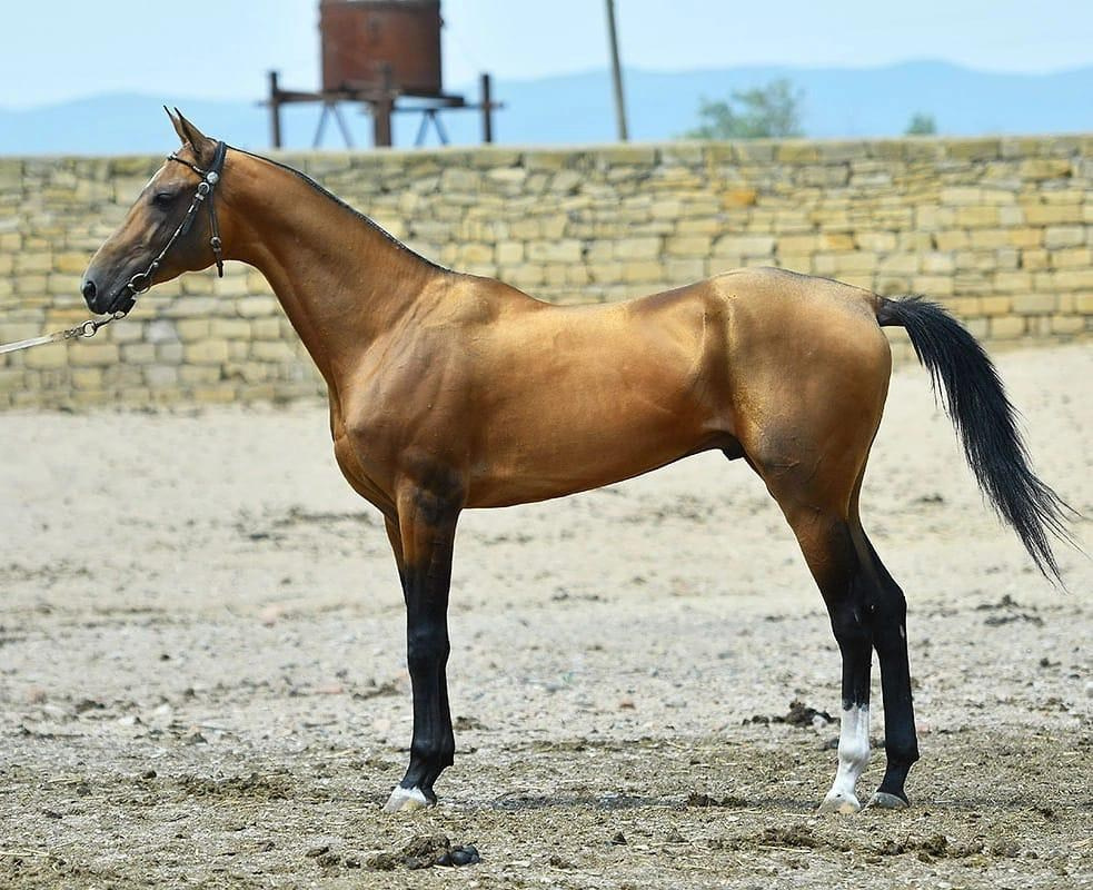 Бахрам-Даг. Horses for sale and for breeding