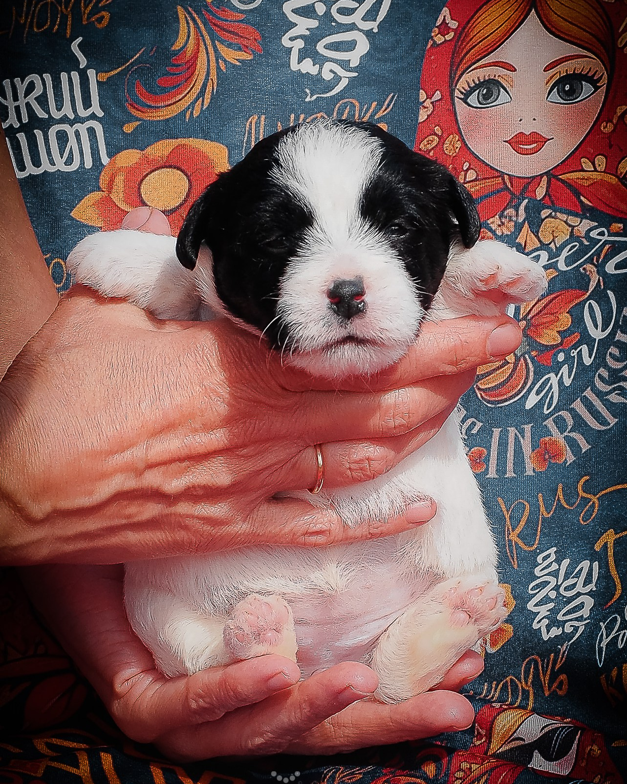 LITTER «В» 23/04/2026. CANE MAESTRO — kennel Jack Russell Terrier