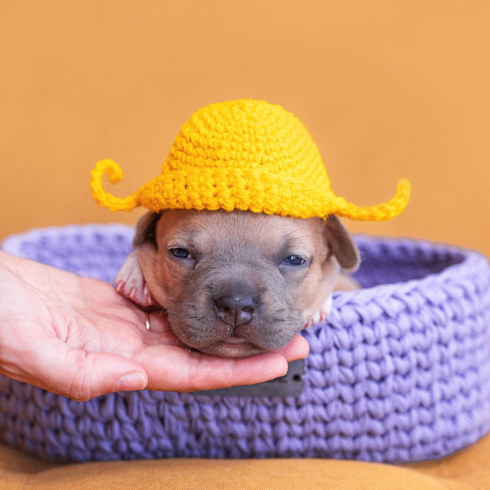 Услуги и цены. Фотограф анималист