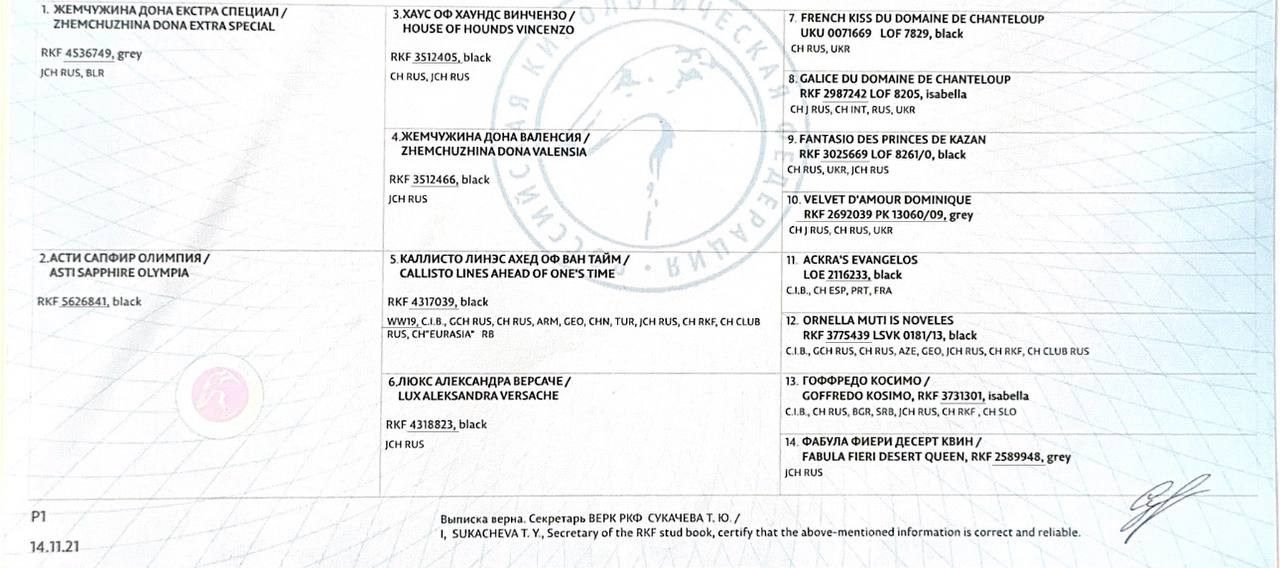 Asti Sapphire Eveline Fler-De-Lys. Профессиональный питомник левреток РКФ/FCI ASTI SAPPHIRE 💎 Сочи|Санкт-Петербург