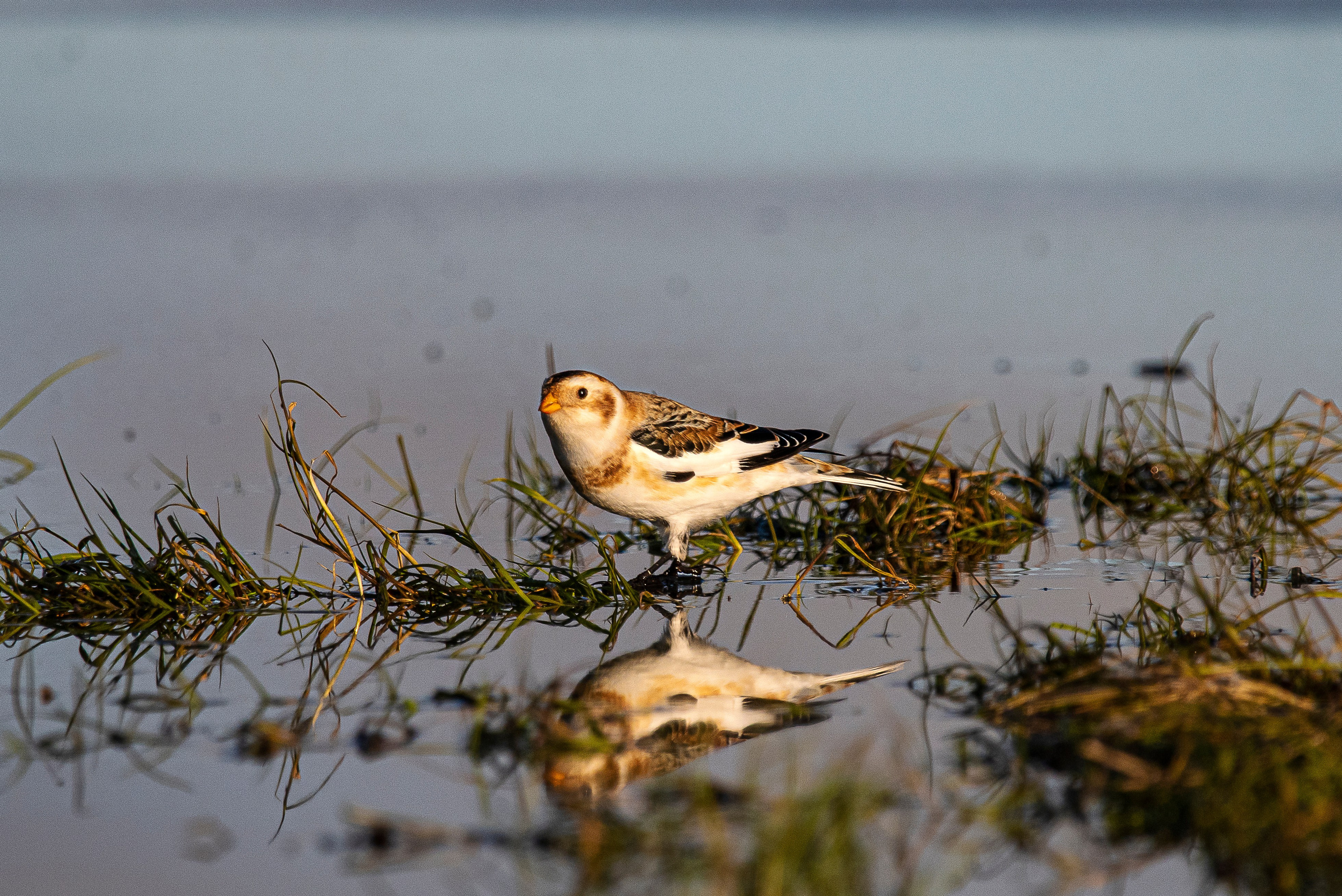 Фотоохота. Фотографии Лены Соколовой