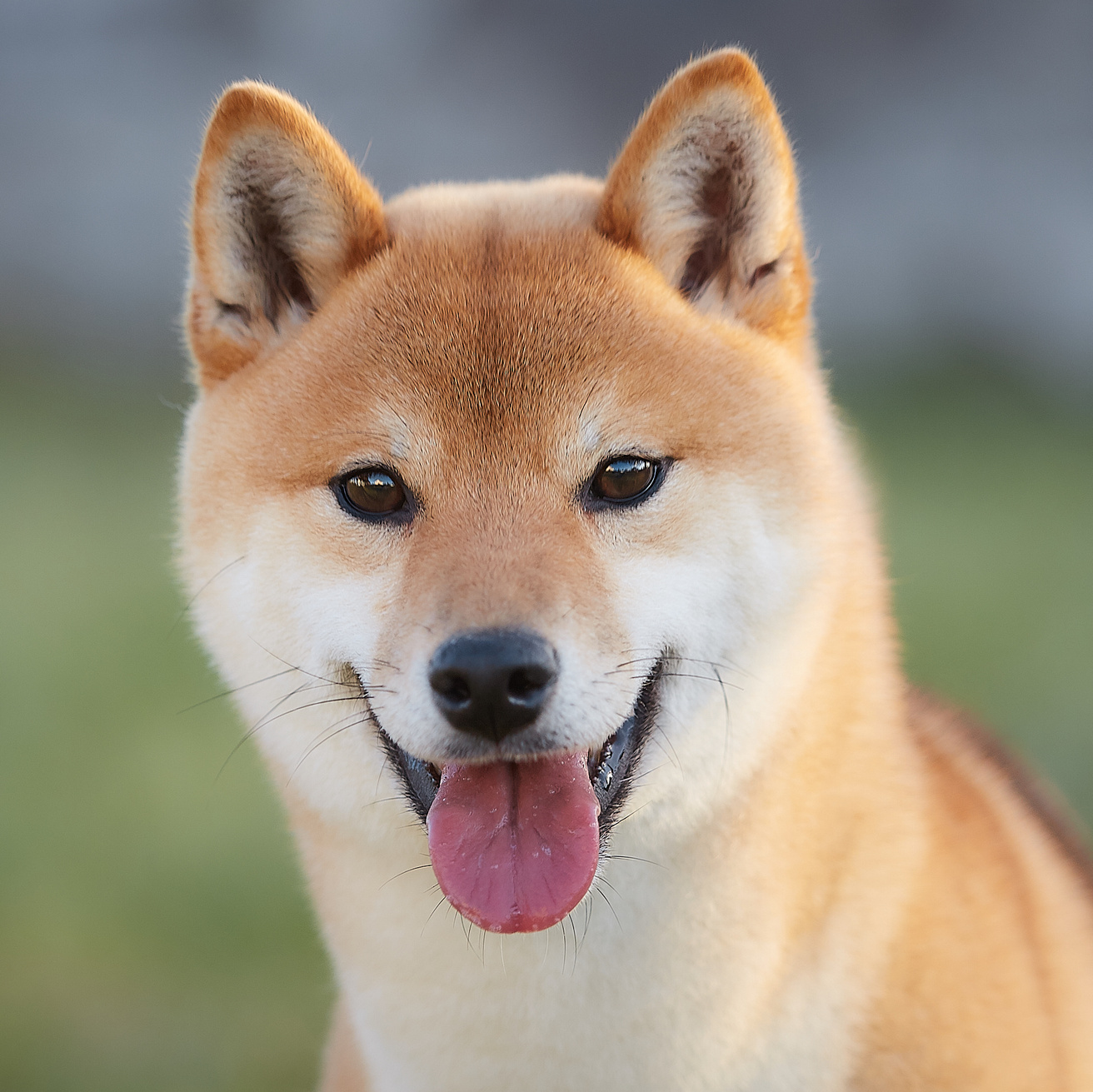 сиба-ину, сиба, шиба