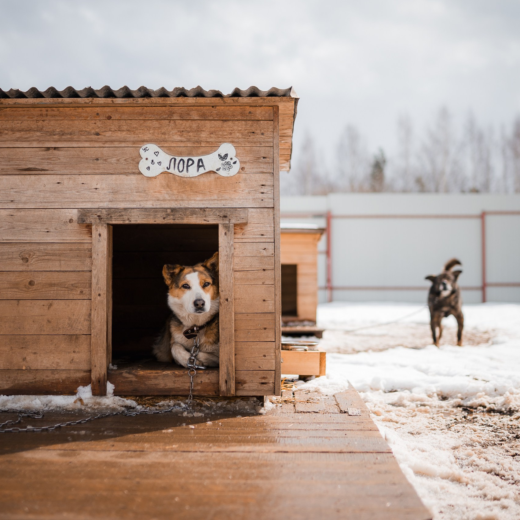 Помощь. Улыбка собаки — спасение и пристройство бездомных собак