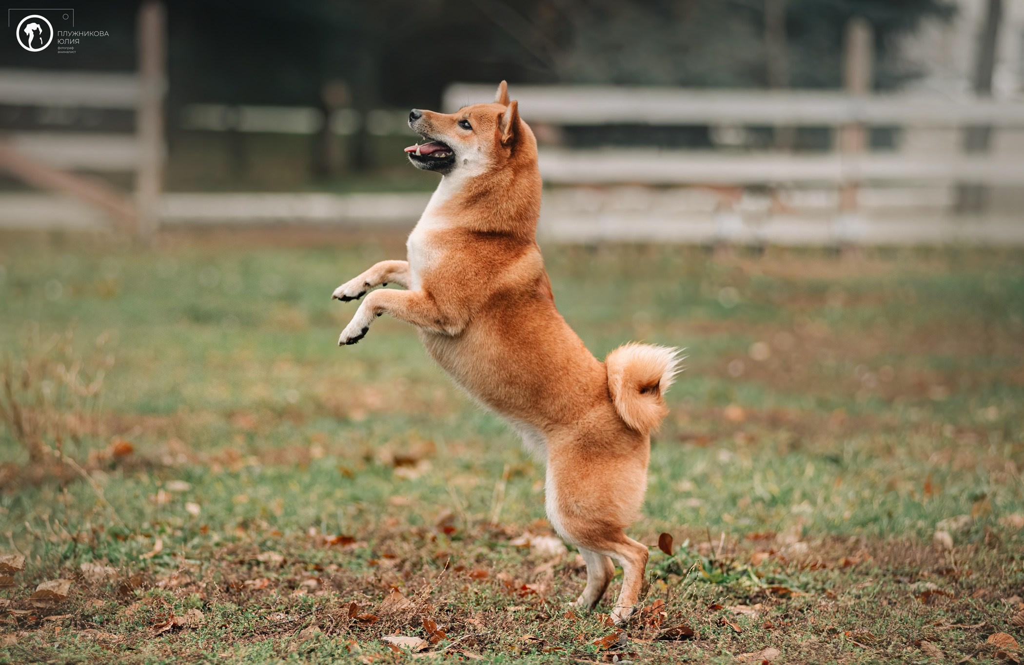 Услуги. Фотограф — анималист Саратов/Москва|Плужникова Юлия