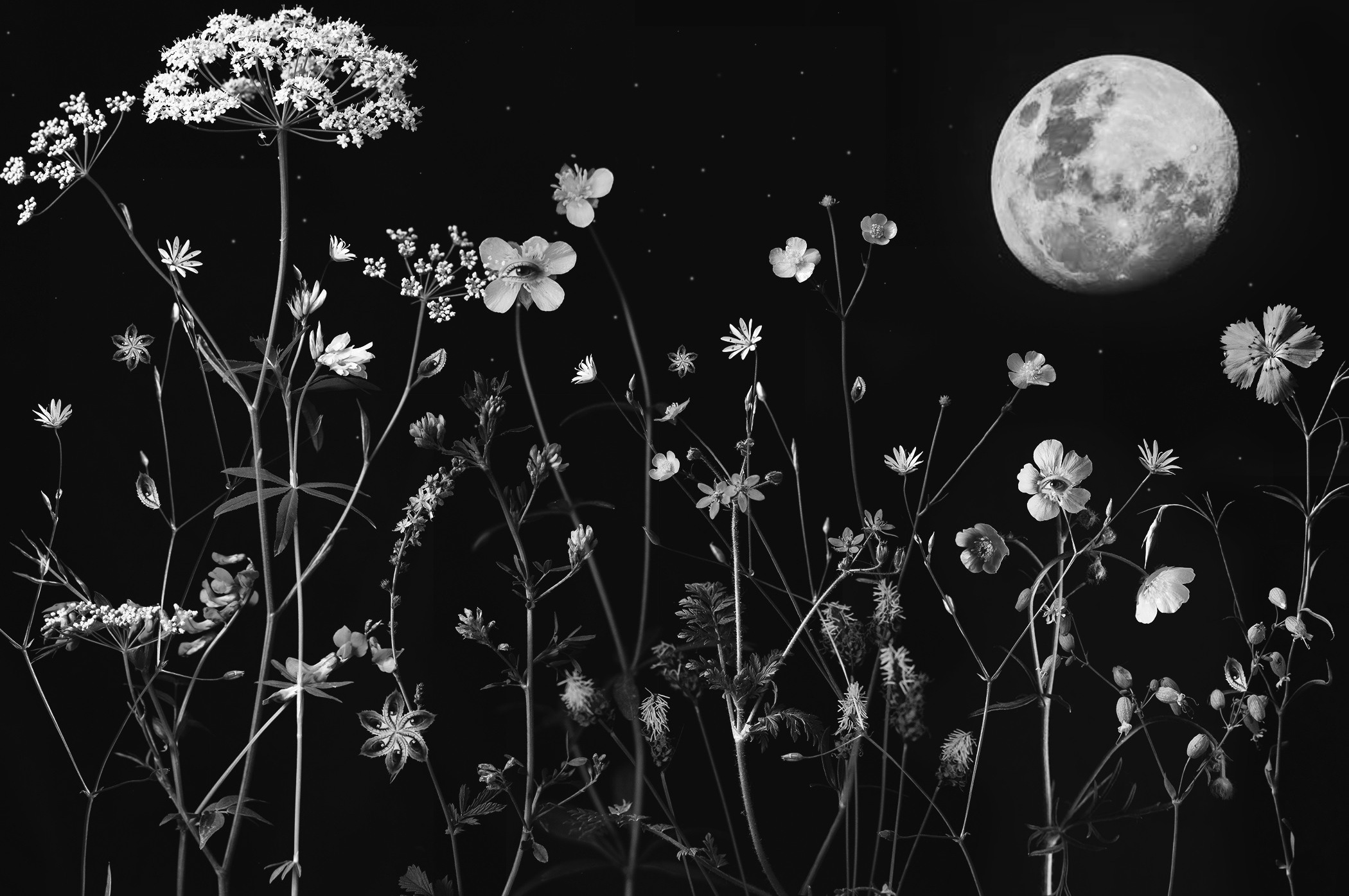 Наталья Лонги. Natalia Longi