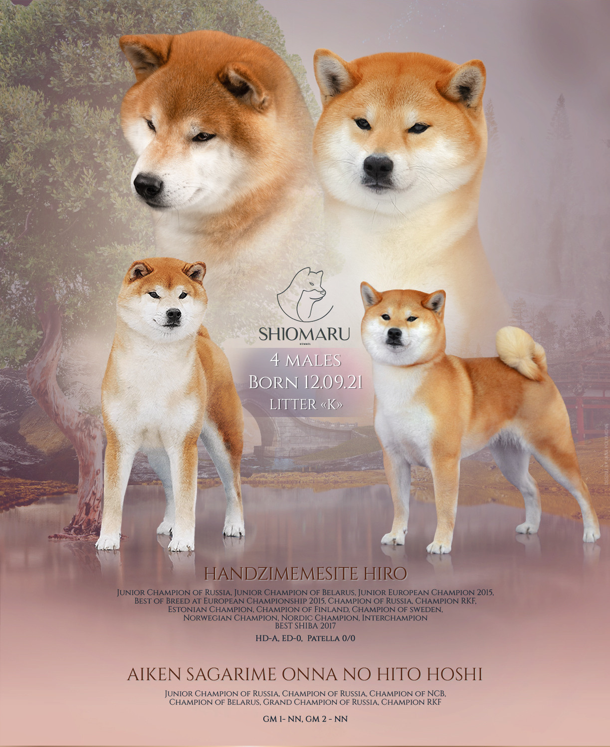 LITTERS. SHIOMARU Shiba and Akita Inu Kennel