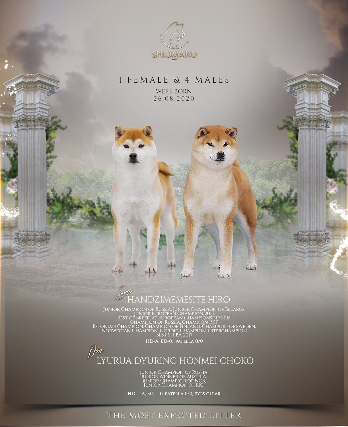 LITTERS. SHIOMARU Shiba and Akita Inu Kennel