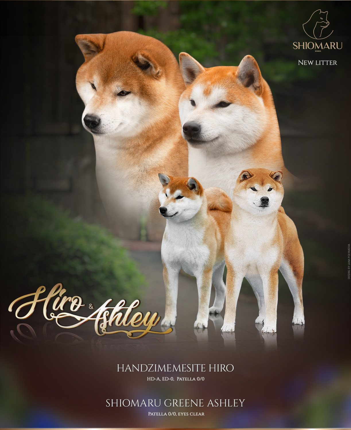 LITTERS. SHIOMARU Shiba and Akita Inu Kennel