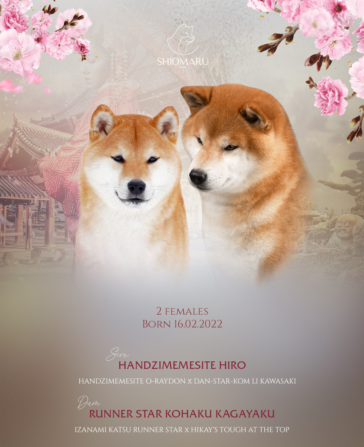 LITTERS. SHIOMARU Shiba and Akita Inu Kennel