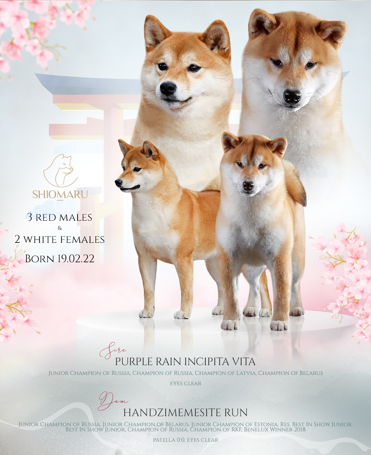 LITTERS. SHIOMARU Shiba and Akita Inu Kennel