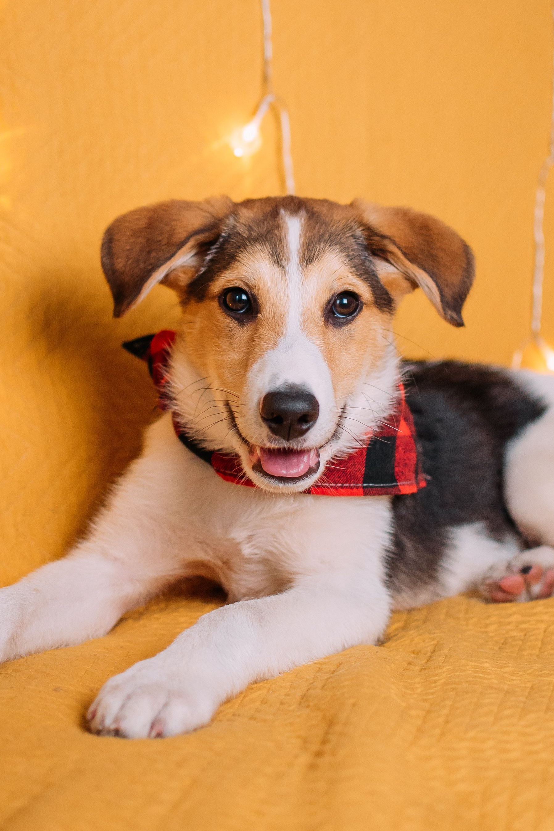 Животные на пристройство. Фотограф-анималист Валерия, Москва, Мытищи