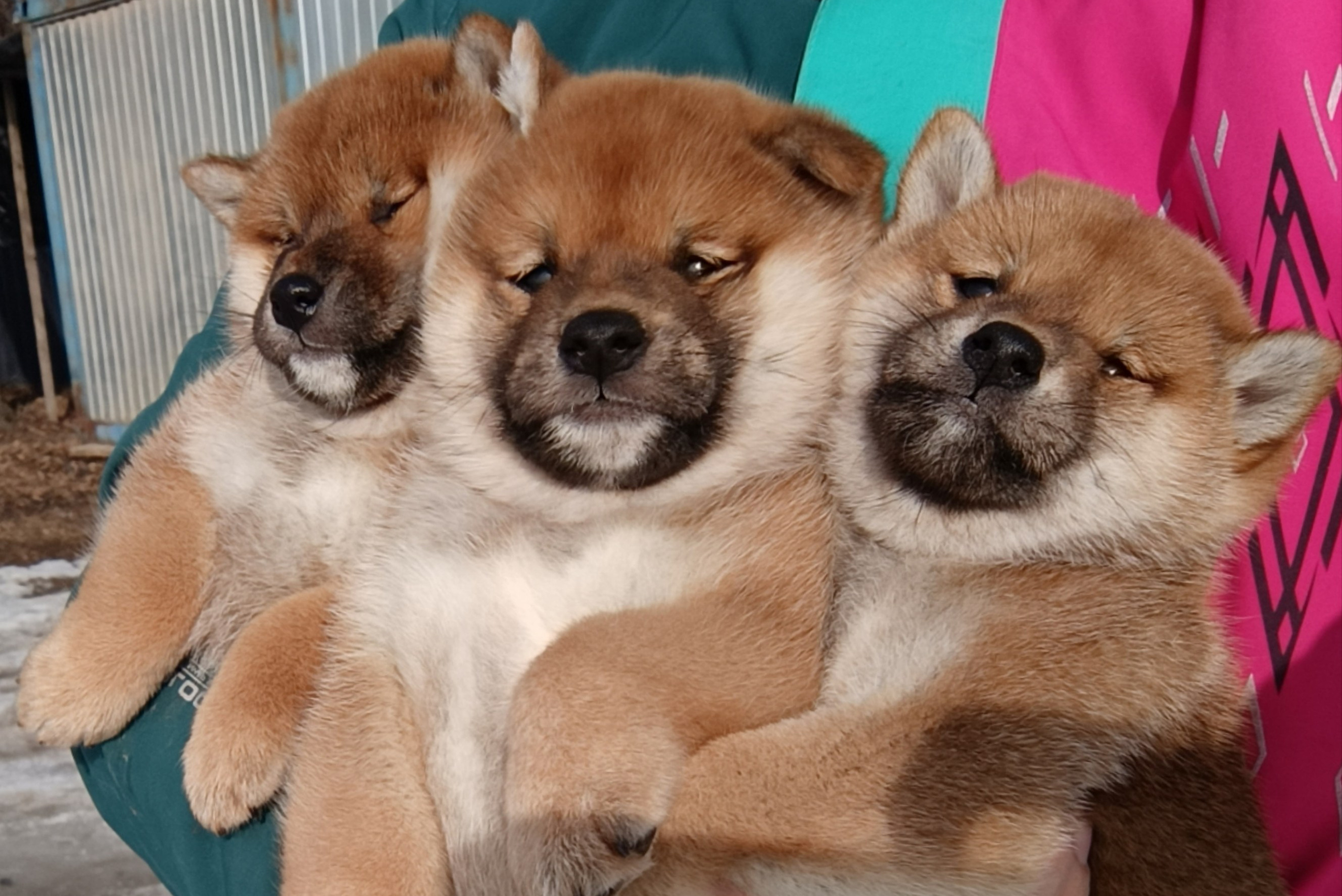 PUPPIES AMERICAN AKITA. AMERICAN AKITA RUBYLIGHT KENNEL I SHIBA INU