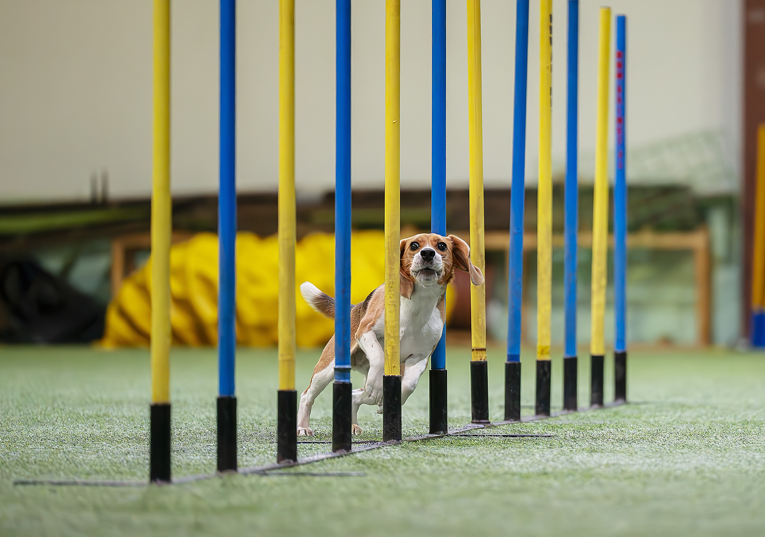 Услуги. Фотограф-анималист Виктория Симонова. СПб