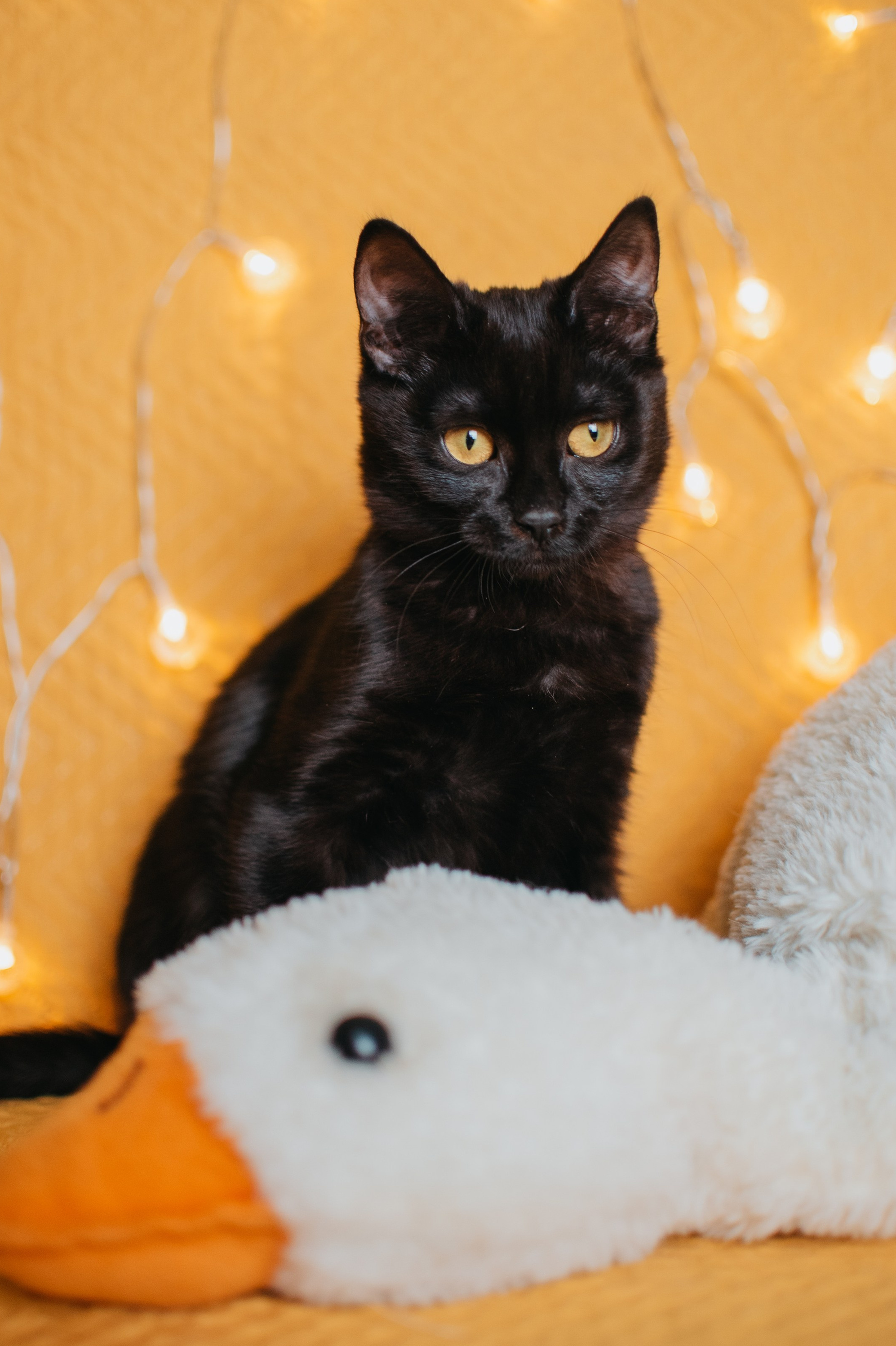 Животные на пристройство. Фотограф-анималист Валерия, Москва, Мытищи