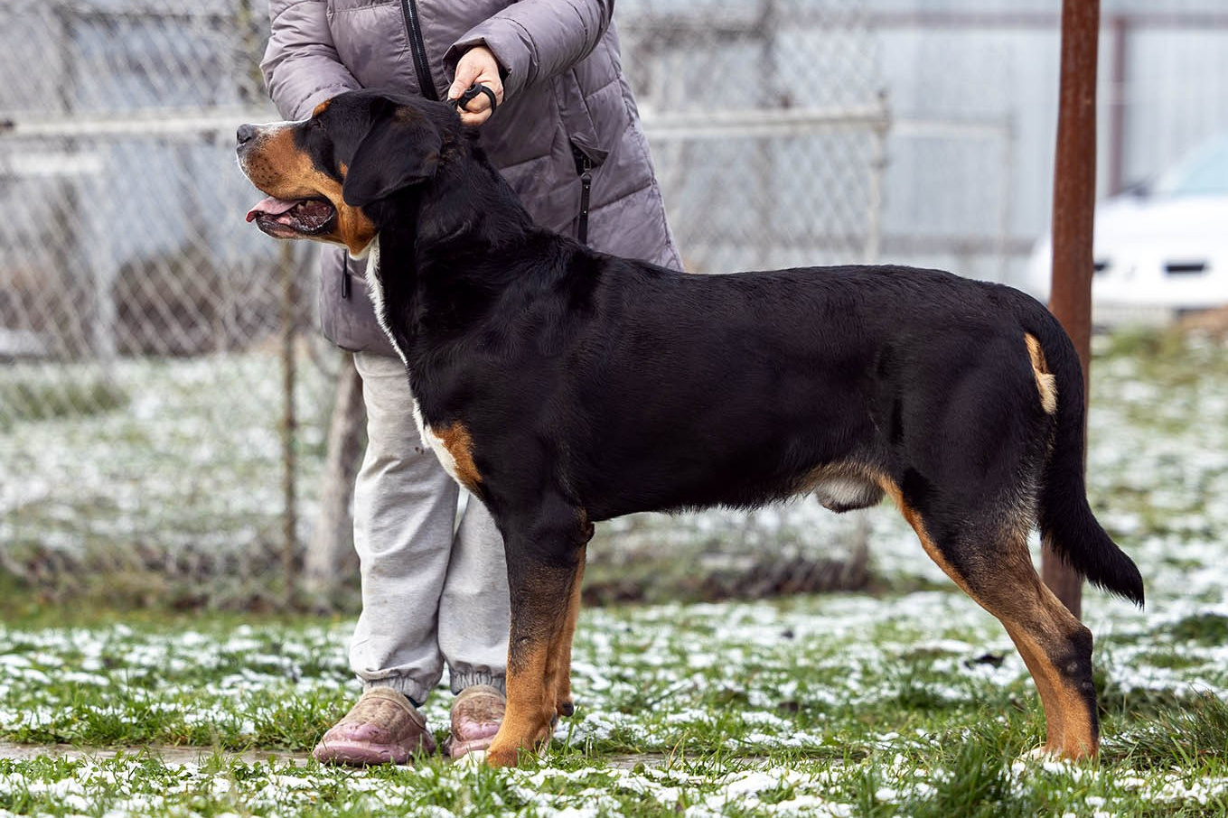 Sozvezdie Zennenhundov Markus (Маркус). Питомник Больших Швейцарских Зенненхундов в Калужской области / Москва