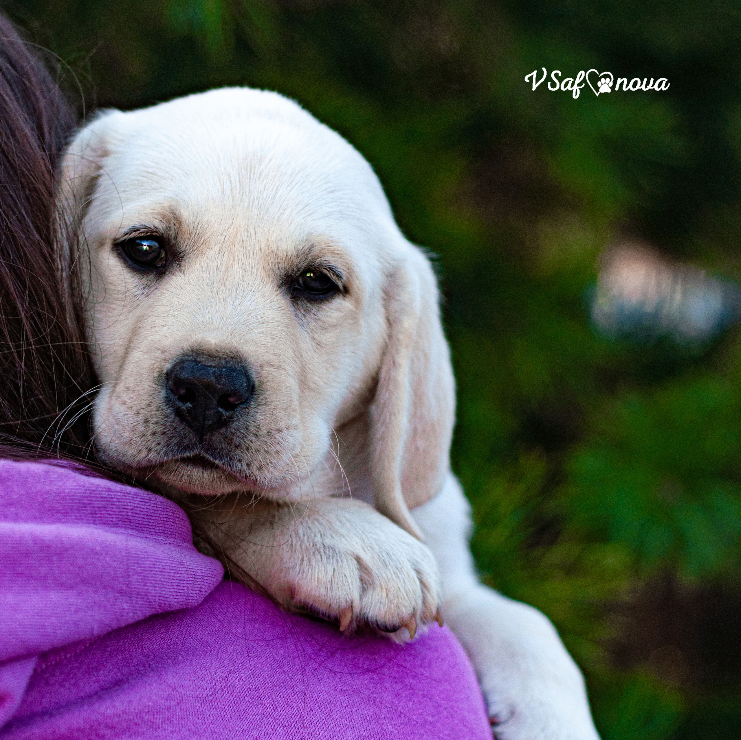 Контакты. Фотограф анималист Благовещенск. Сафонова Виктория