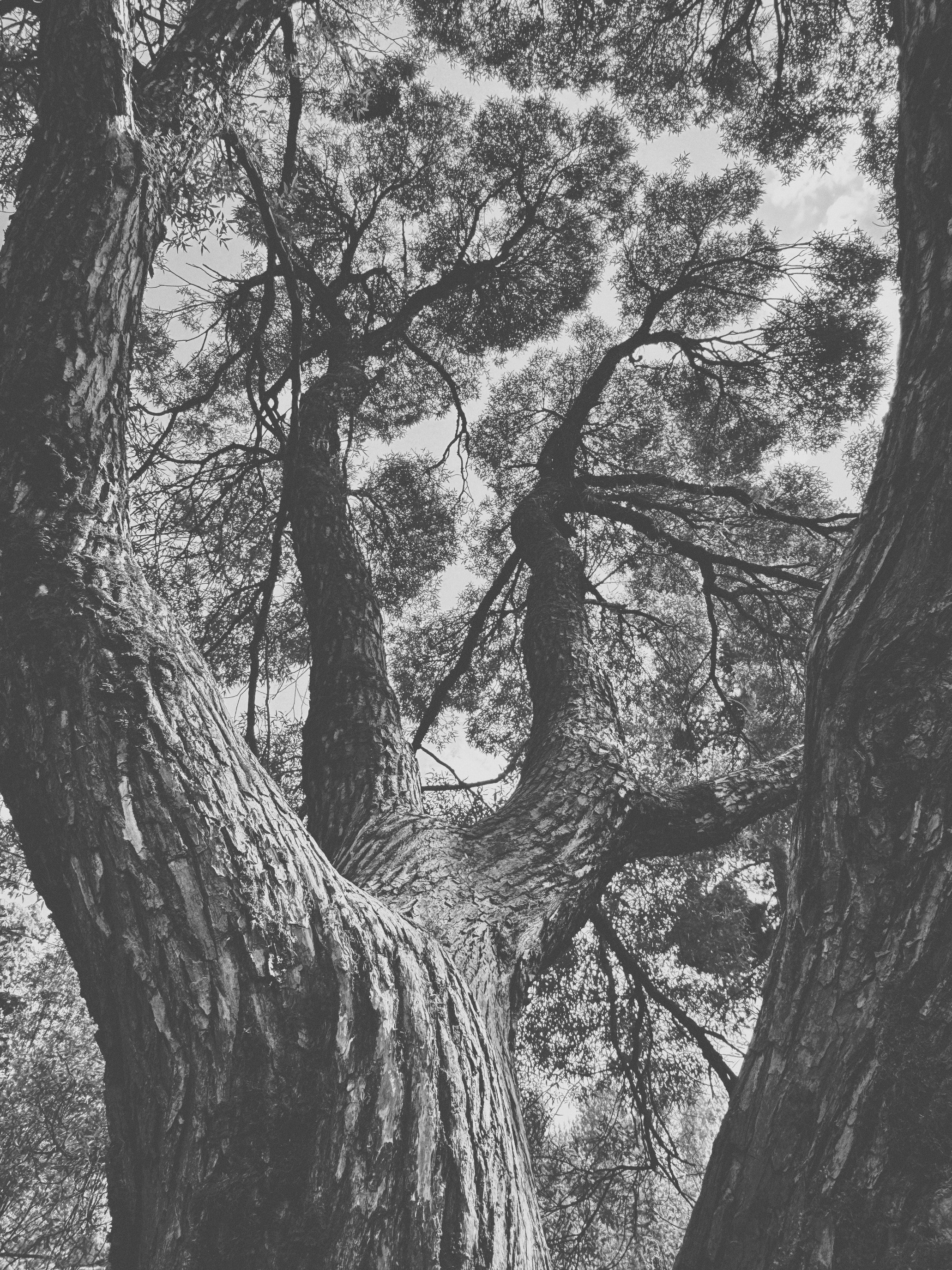 Наталья Яковлева — Комарово. Постпоэтическое