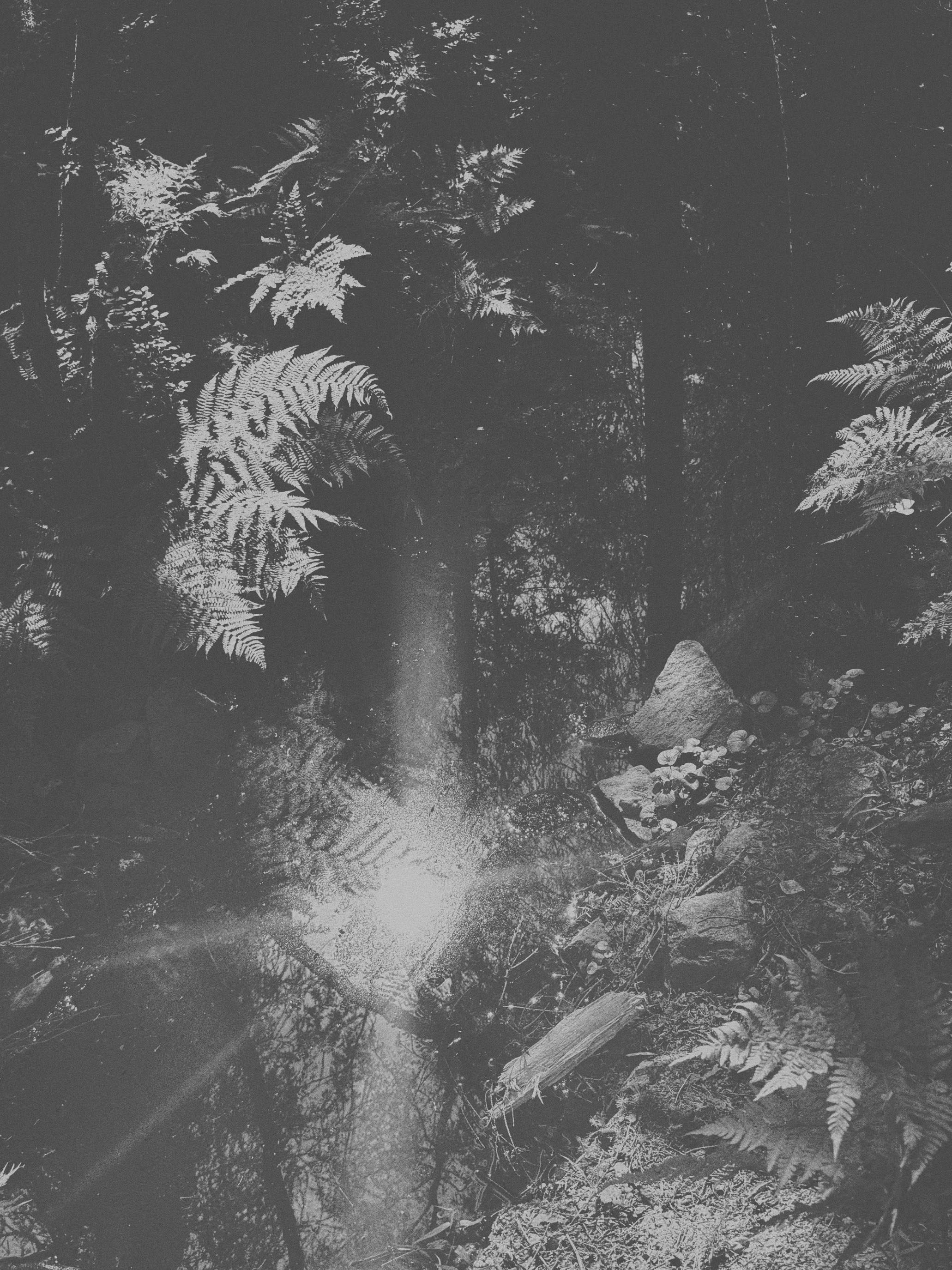 Наталья Яковлева — Комарово. Постпоэтическое