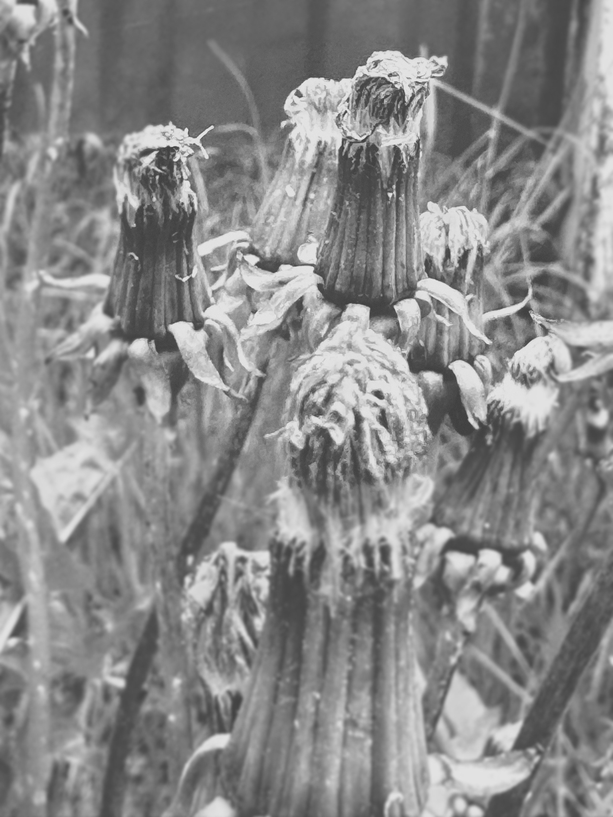 Наталья Яковлева — Комарово. Постпоэтическое